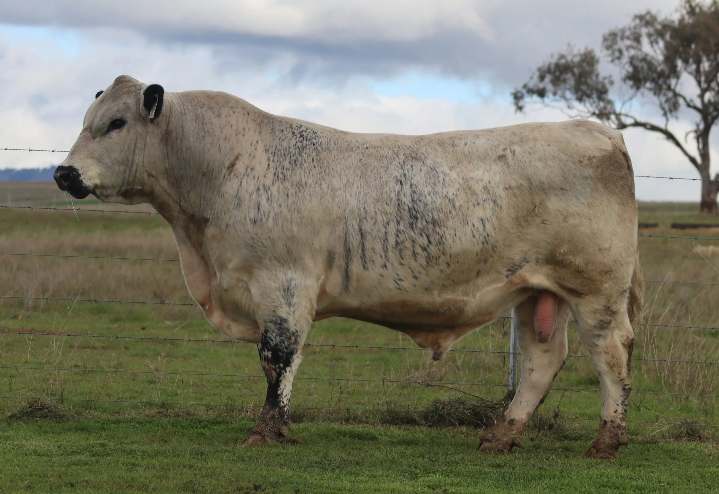 Wattle Grove Western Star V178