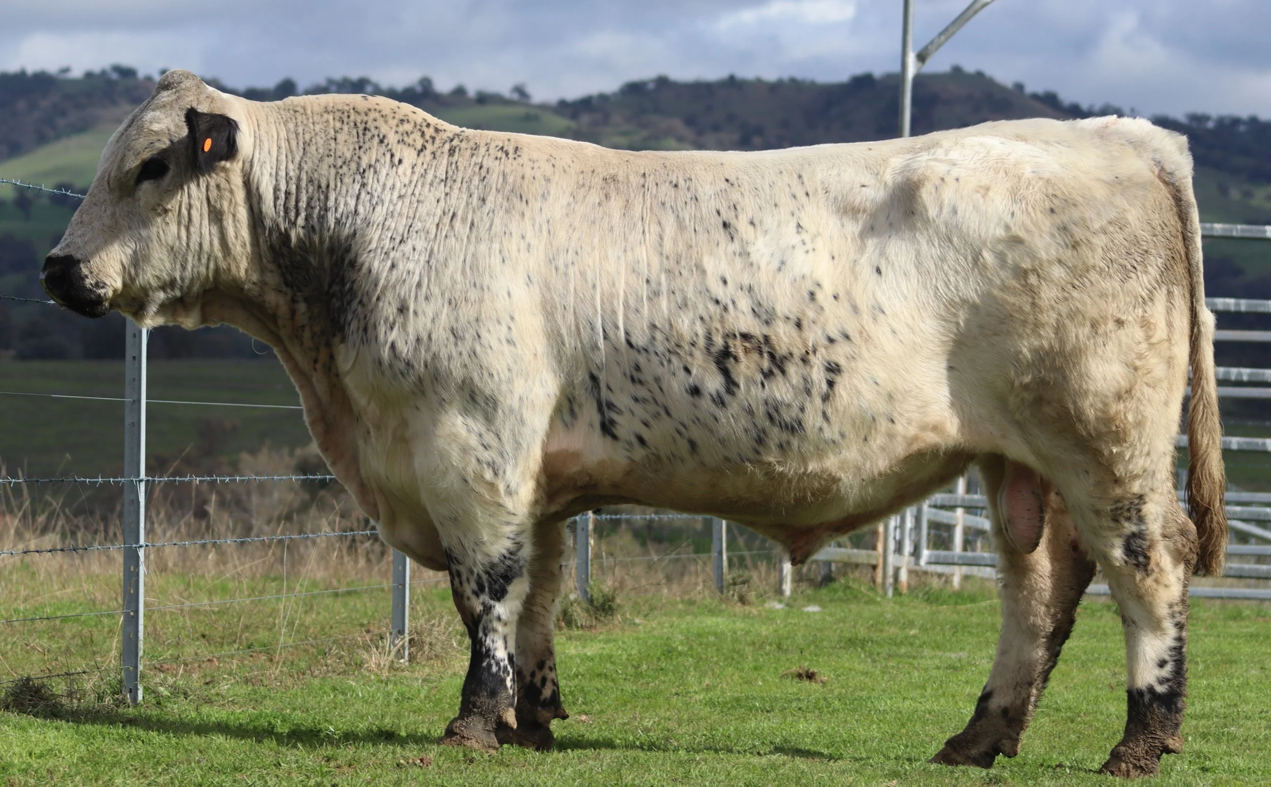 Wattle Grove Goalkeeper V185