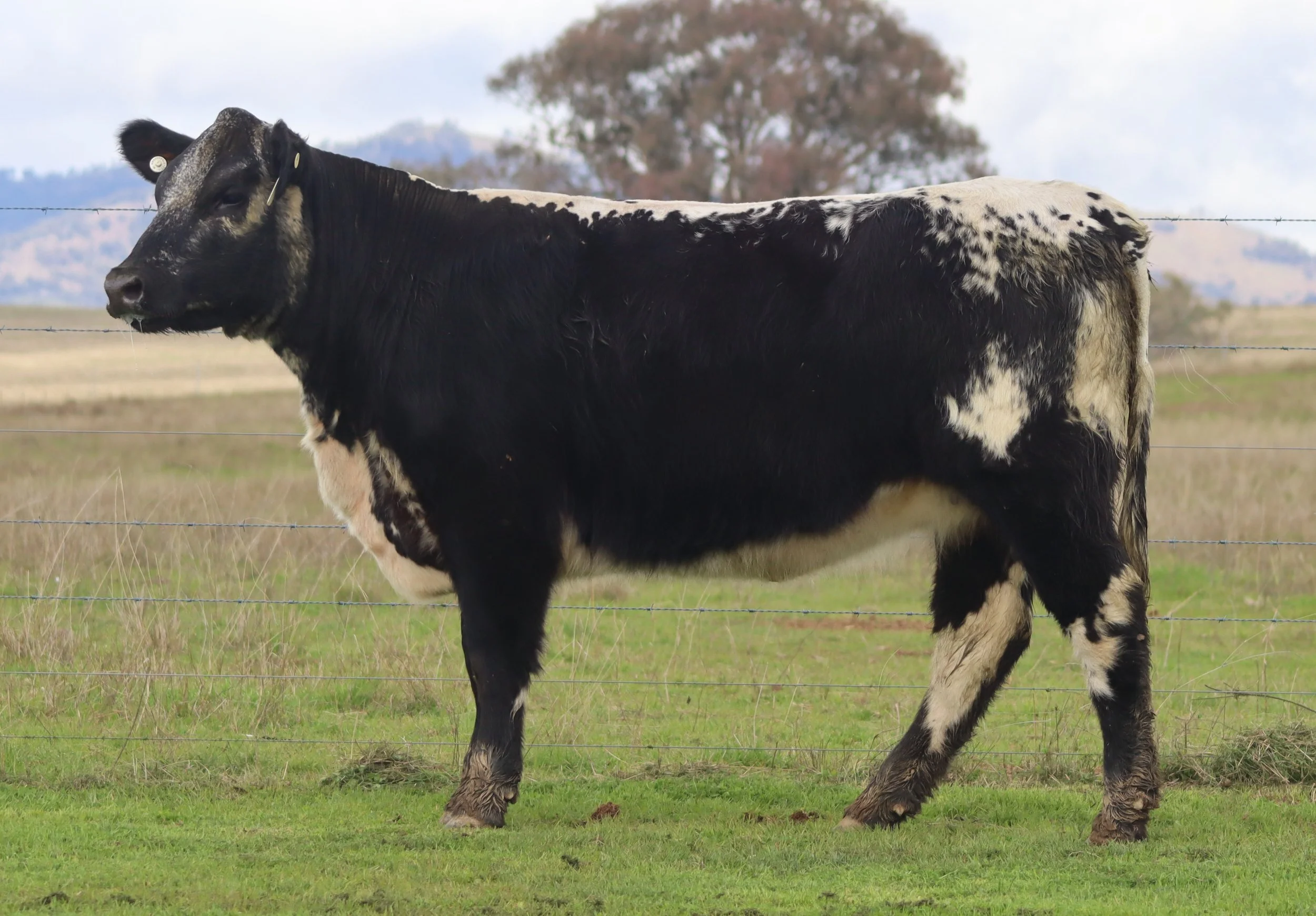 Wattle Grove Wilma V251
