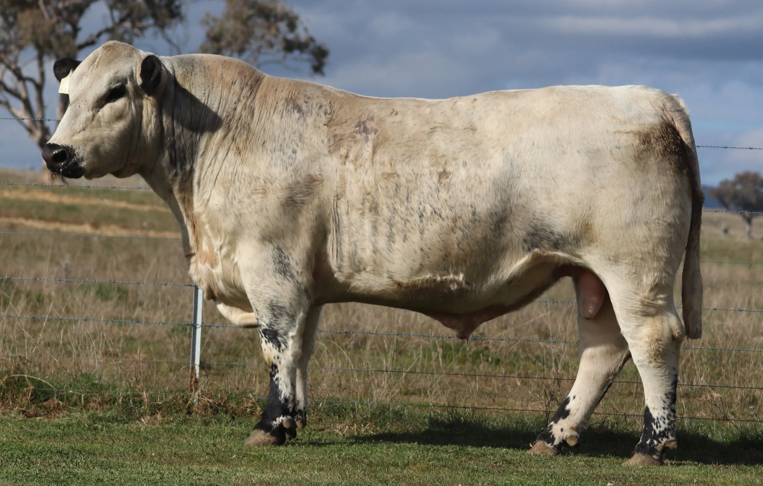 Wattle Grove Ruffian V211