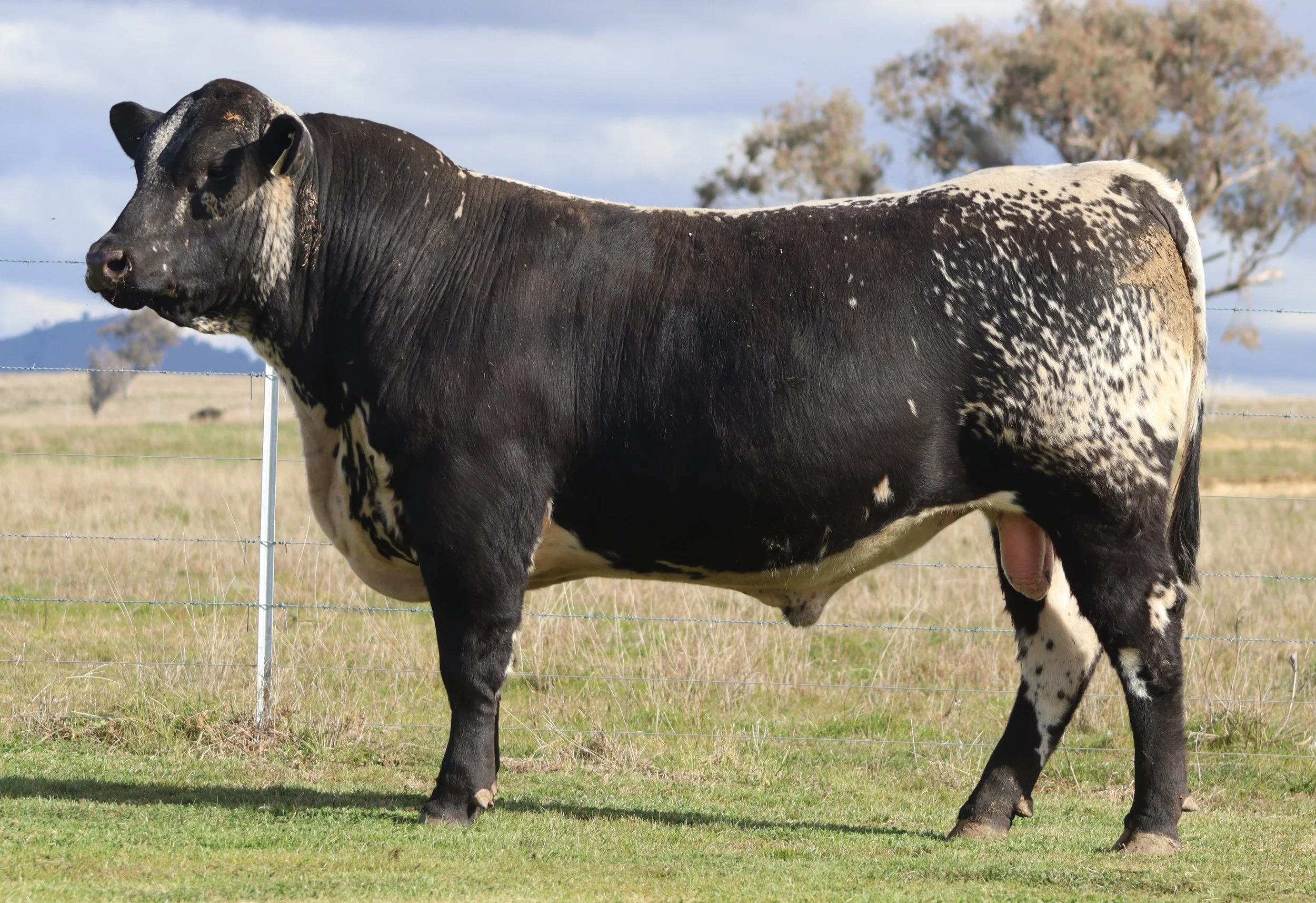 Wattle Grove Viper V248
