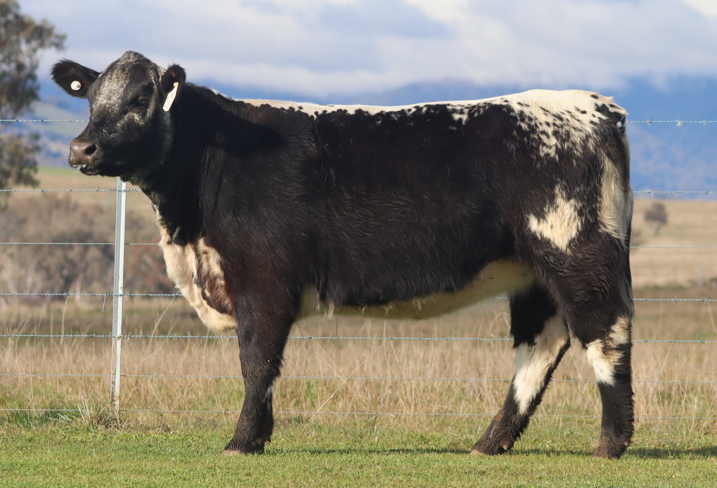 Wattle Grove Wilma V251