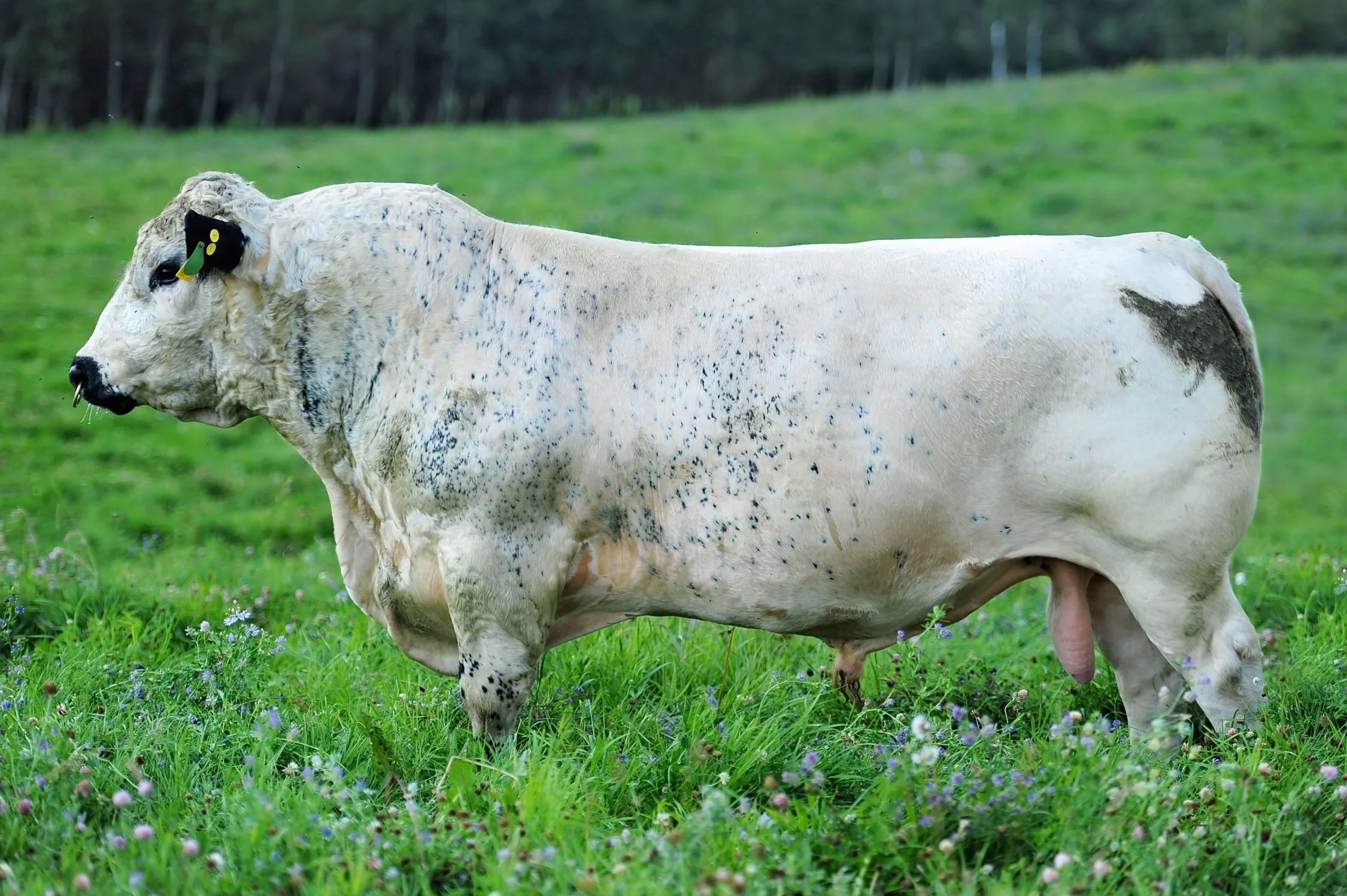 GNK 60A.jpg
