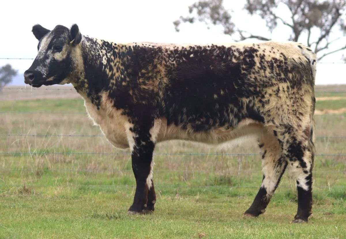 Wattle Grove Janette V131