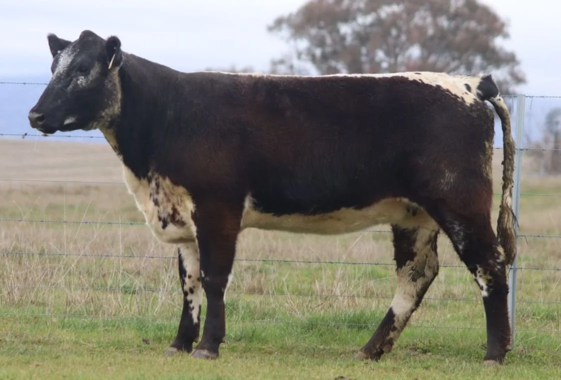 Wattle Grove Jasmine V157