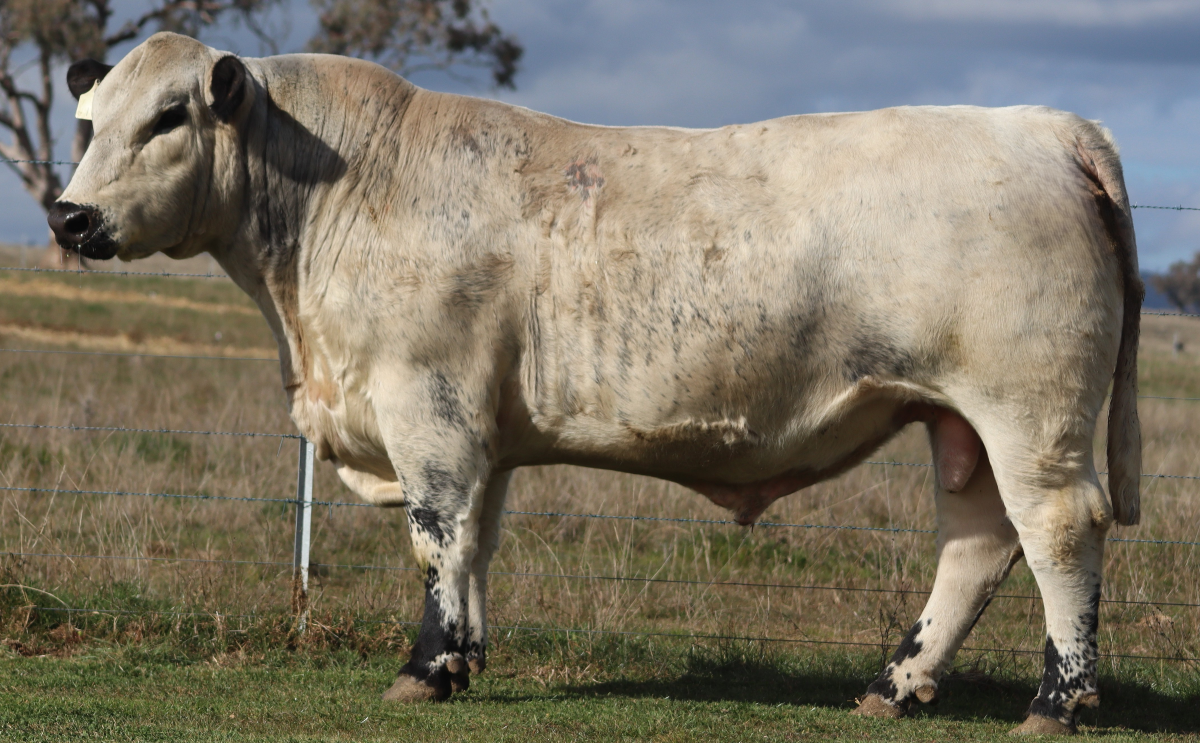 Wattle Grove Ruffian V211