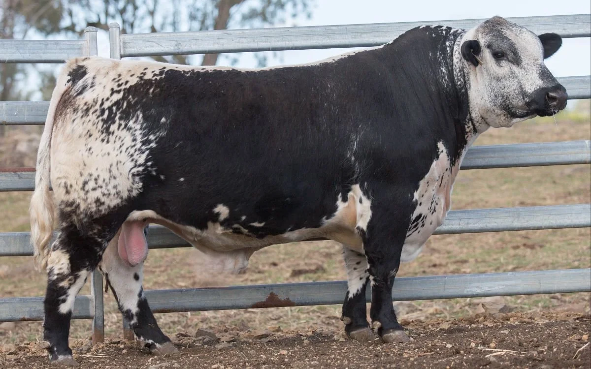 Wattle Grove Mr Supreme P624