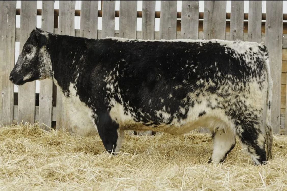 Codiak Faun GNK 260F