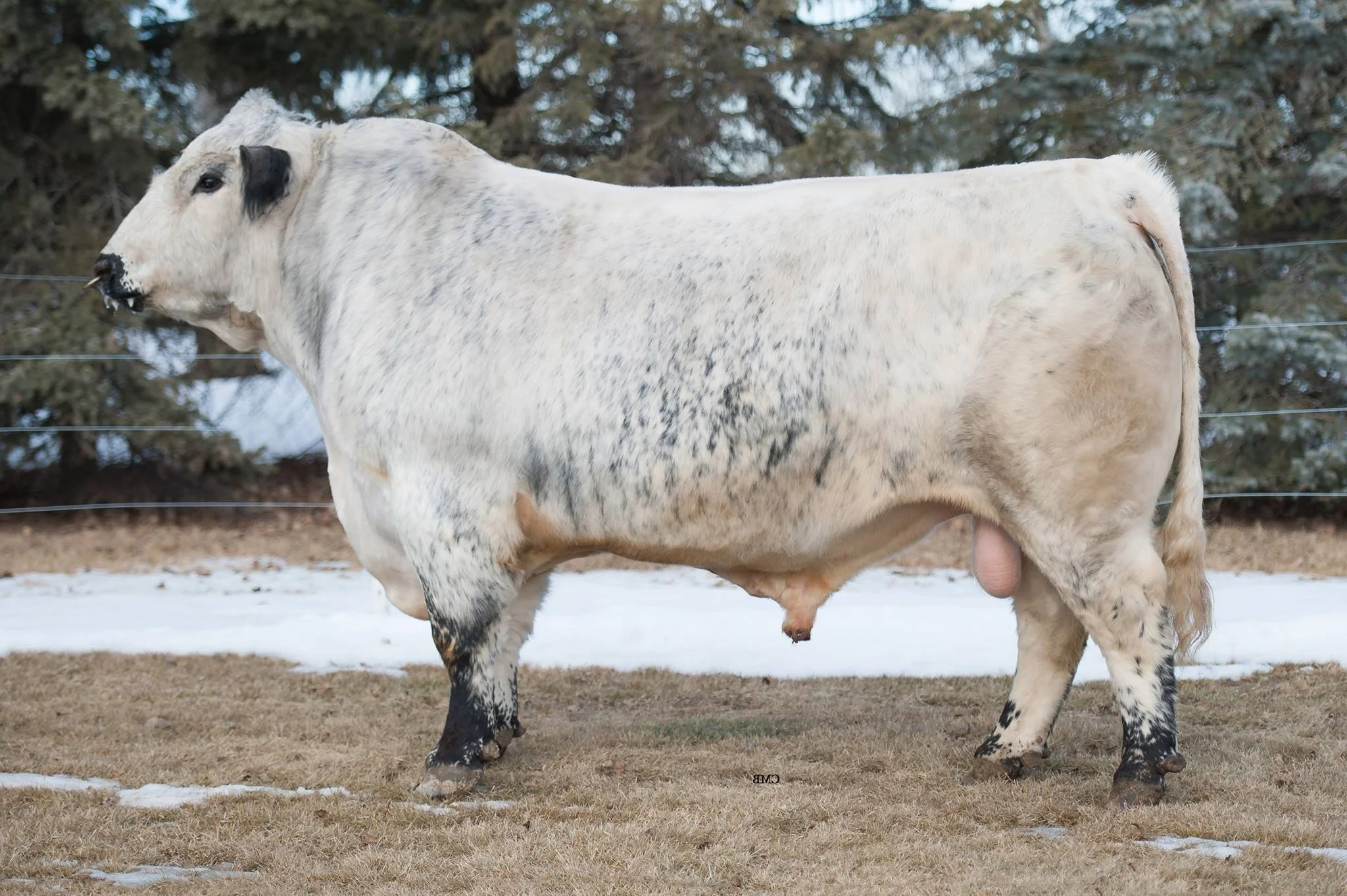 COLGAN'S BAXTER 1B