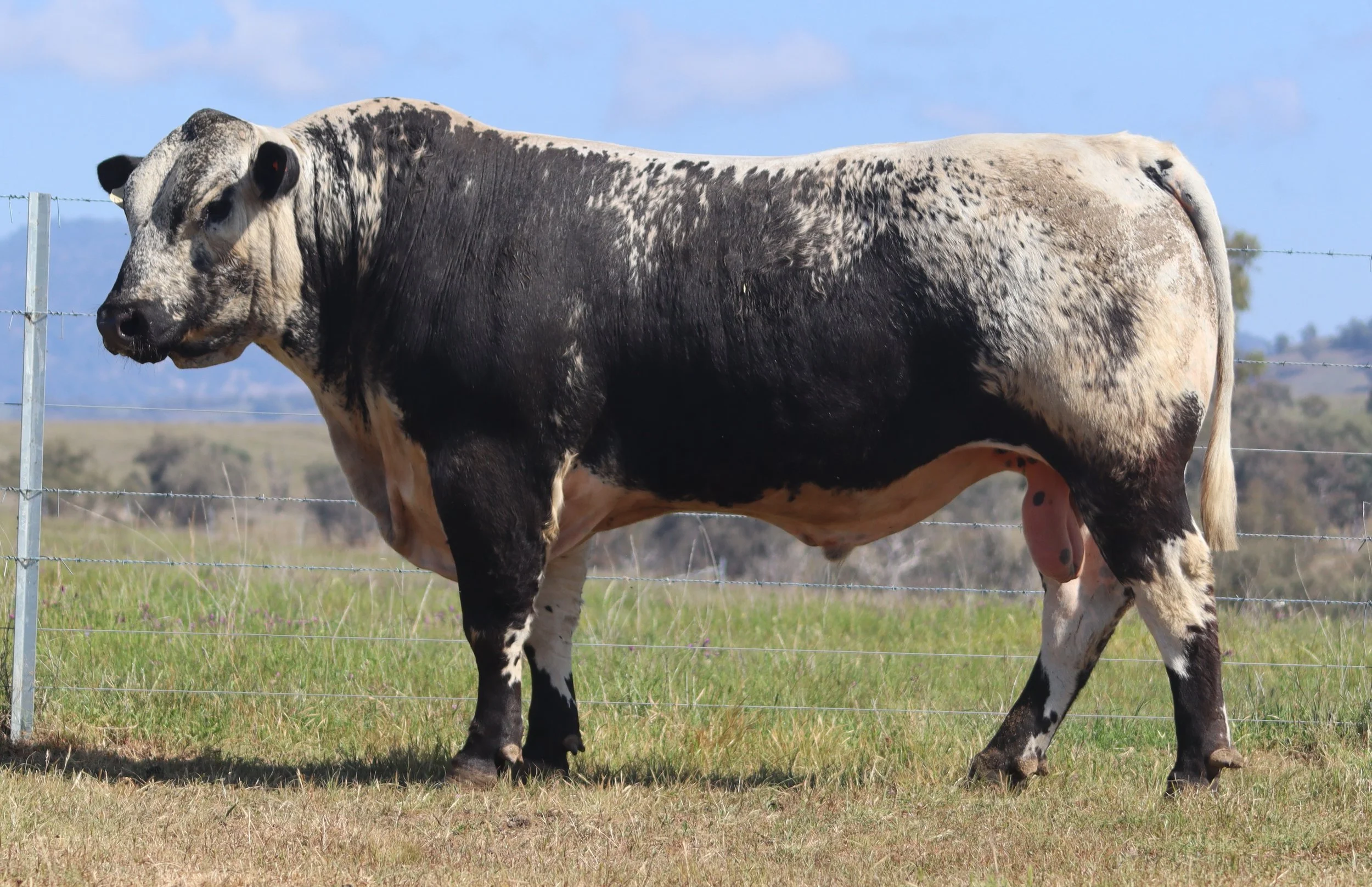 Wattle Grove Bolt V229
