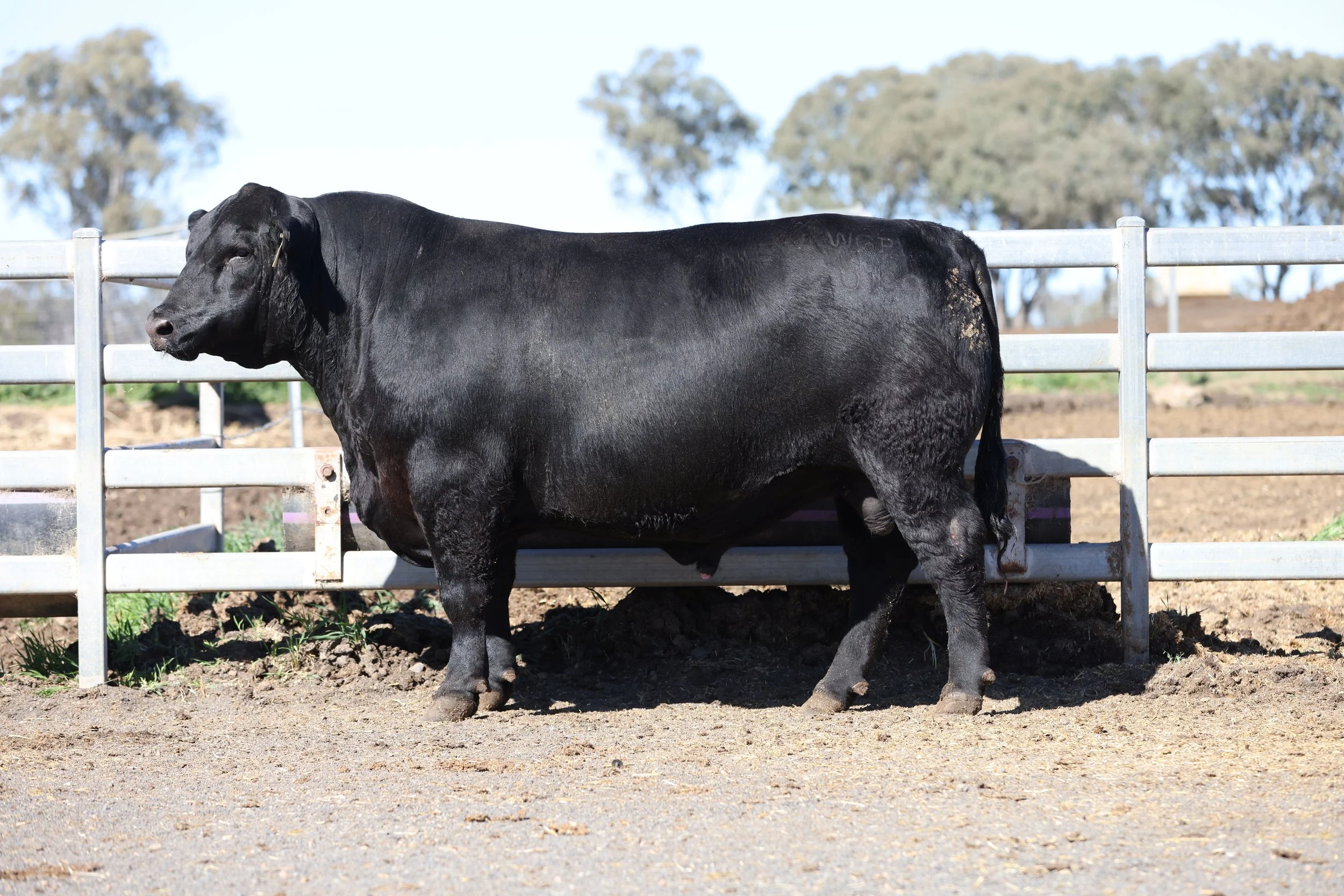 Wattle Grove Blackjack U180