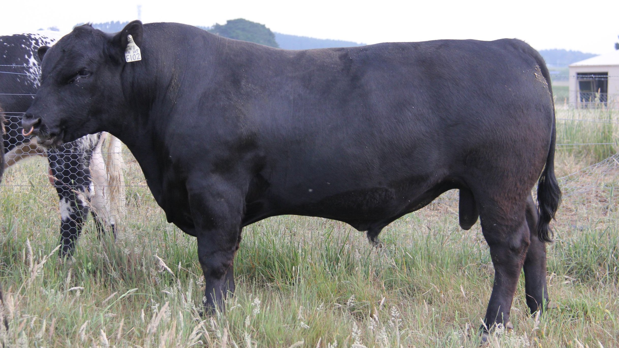 Wattle Grove Black Thunder F102