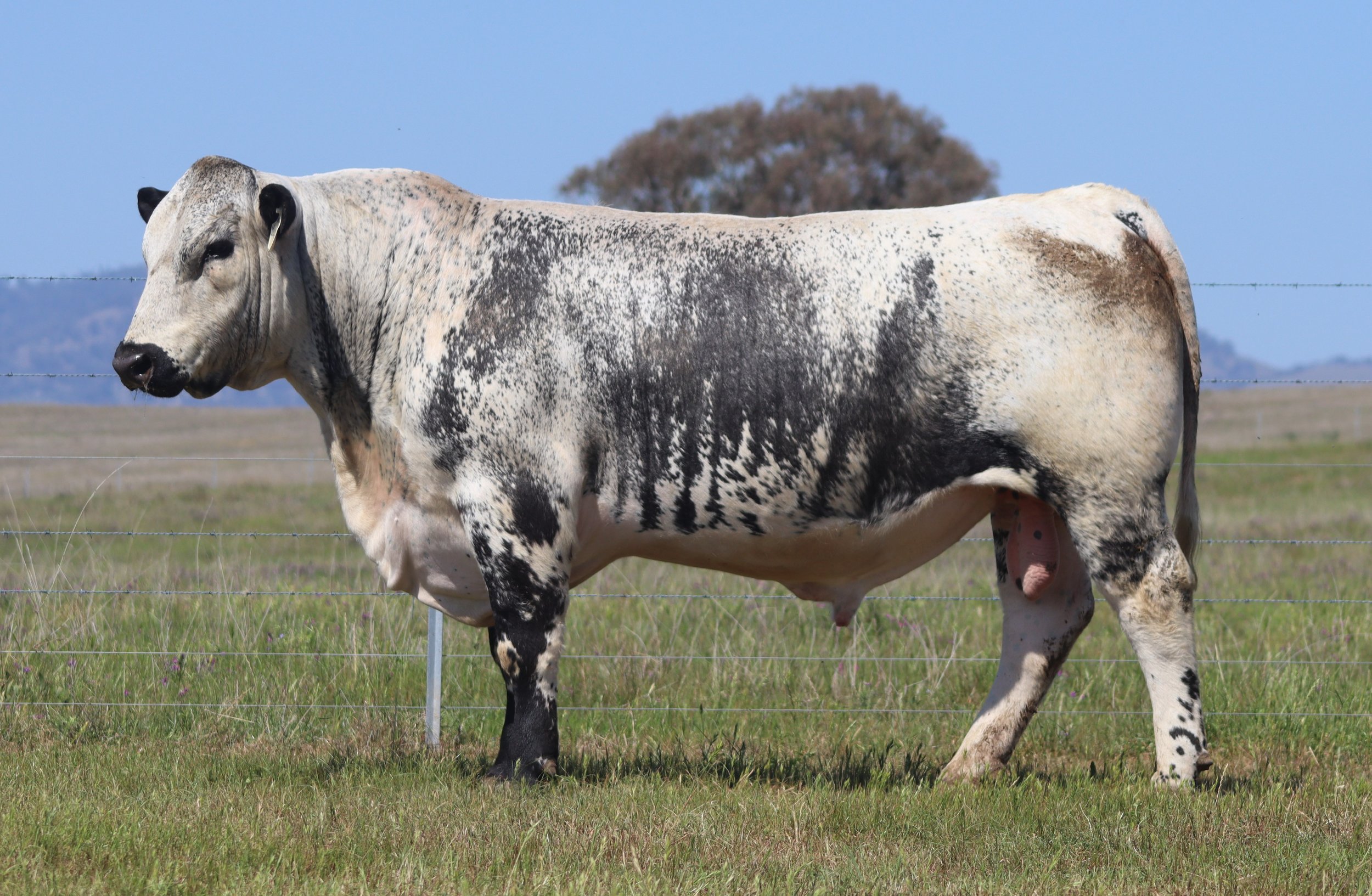 Wattle Grove Mr Conspiracy V717