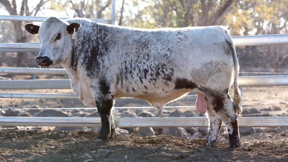 Road Block WGS N328.jpg