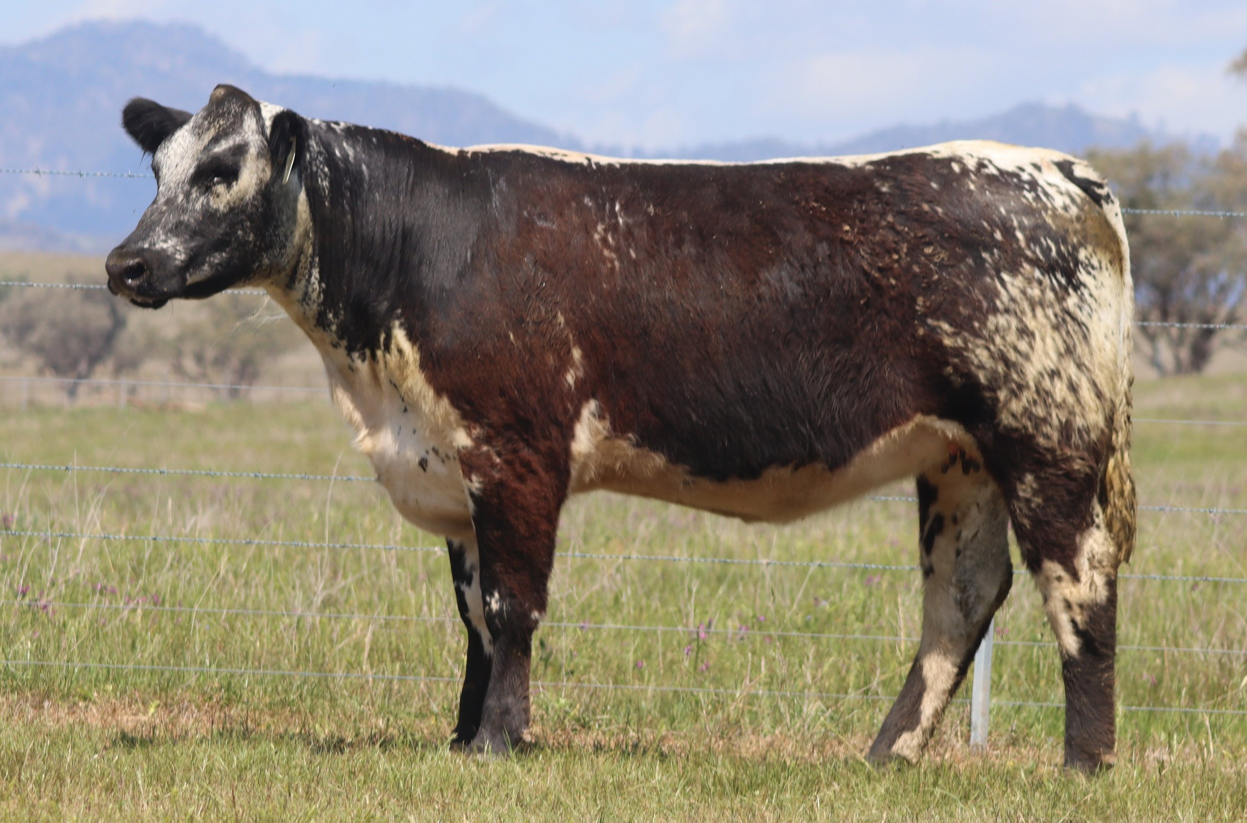 Wattle Grove Fancy V725