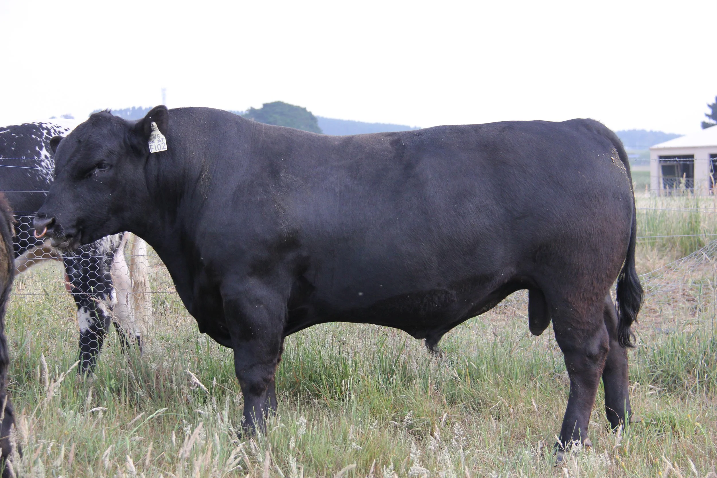 Wattle Grove Black Thunder F102