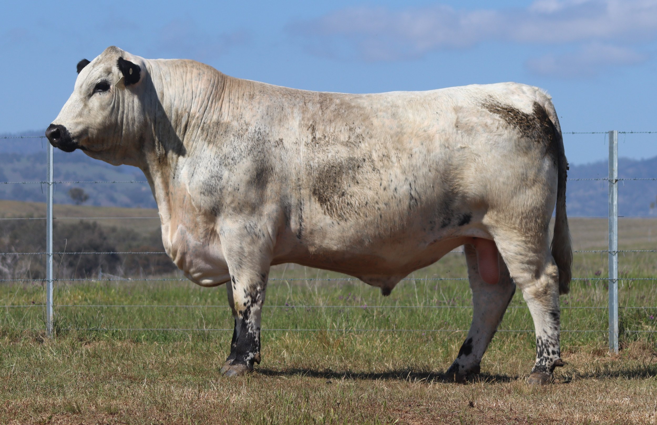 Wattle Grove Fergalicious V700