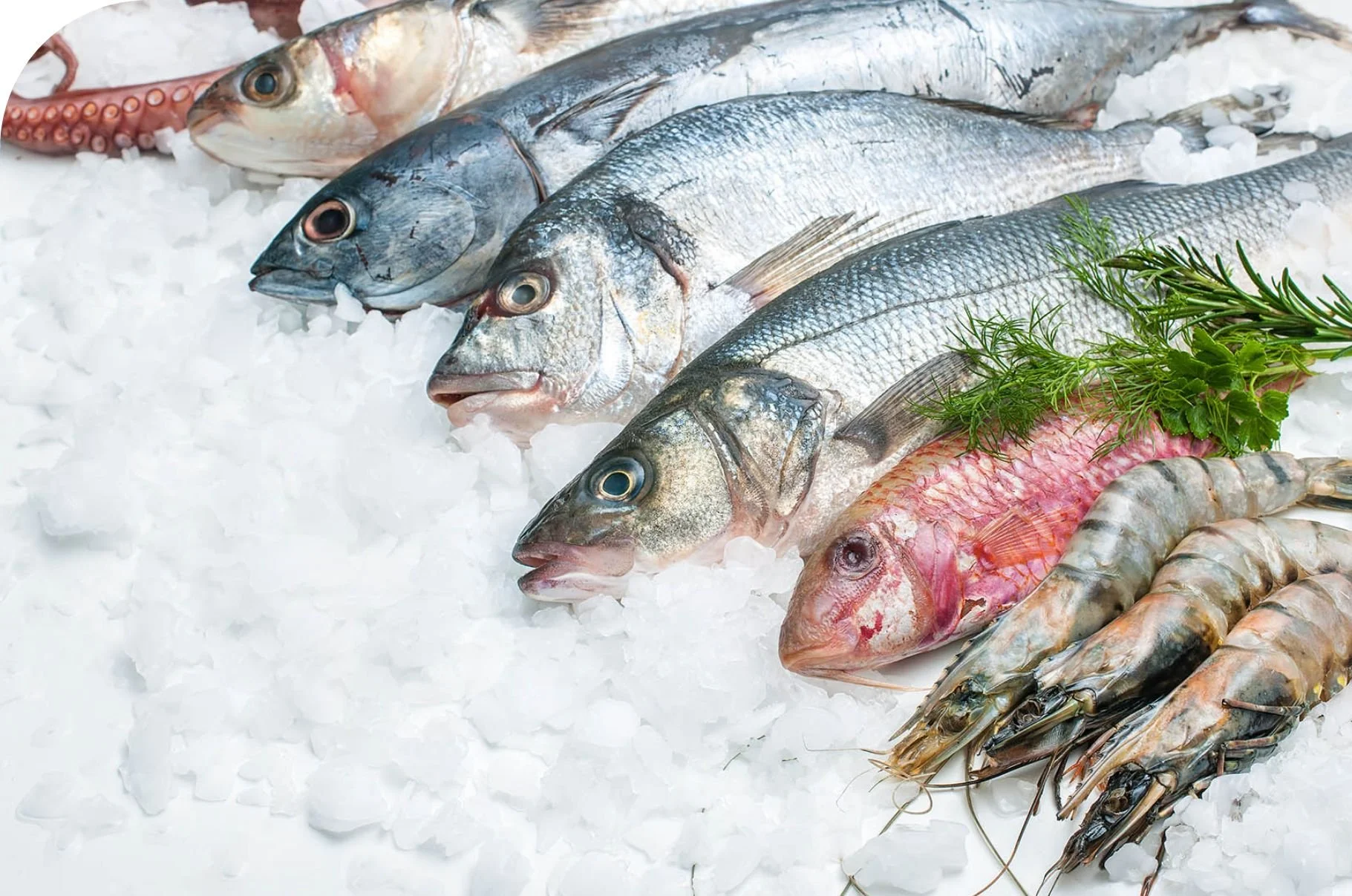 Seafood Distribution — Sandbox ERP