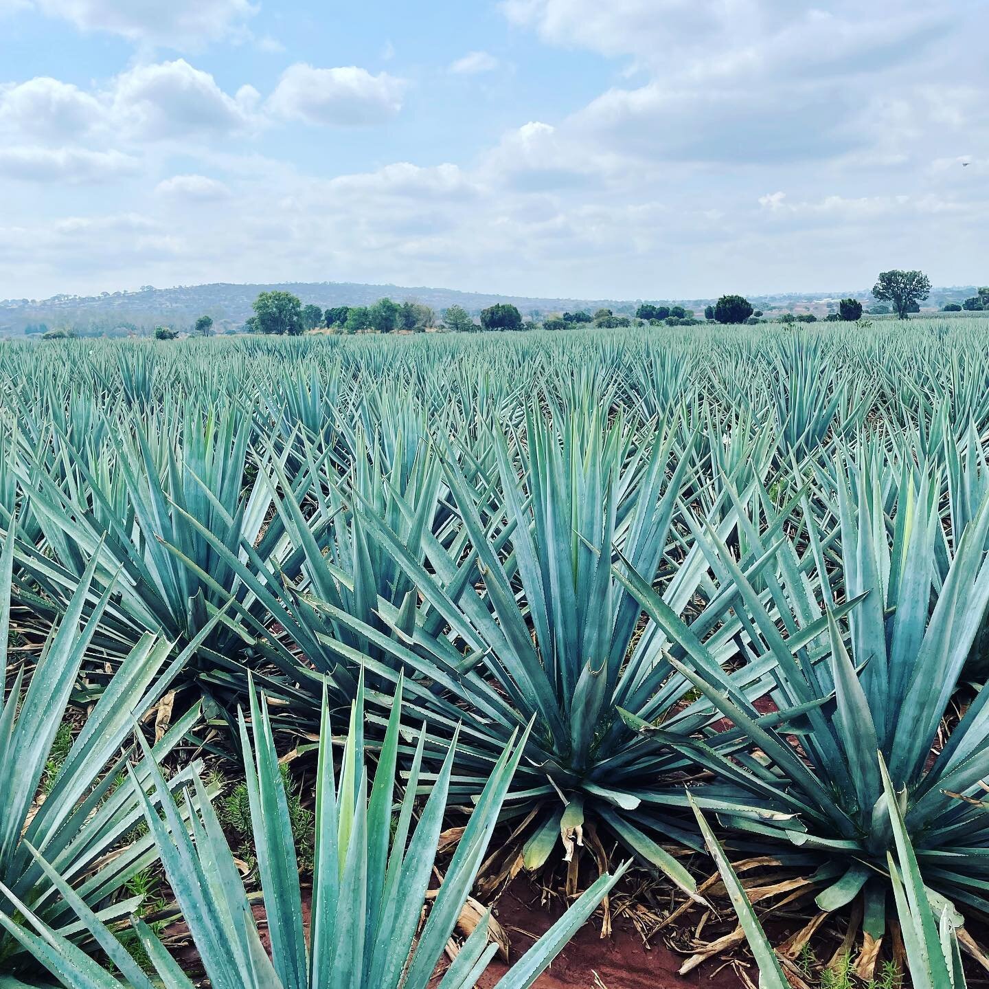 #agave  Time for a tequila