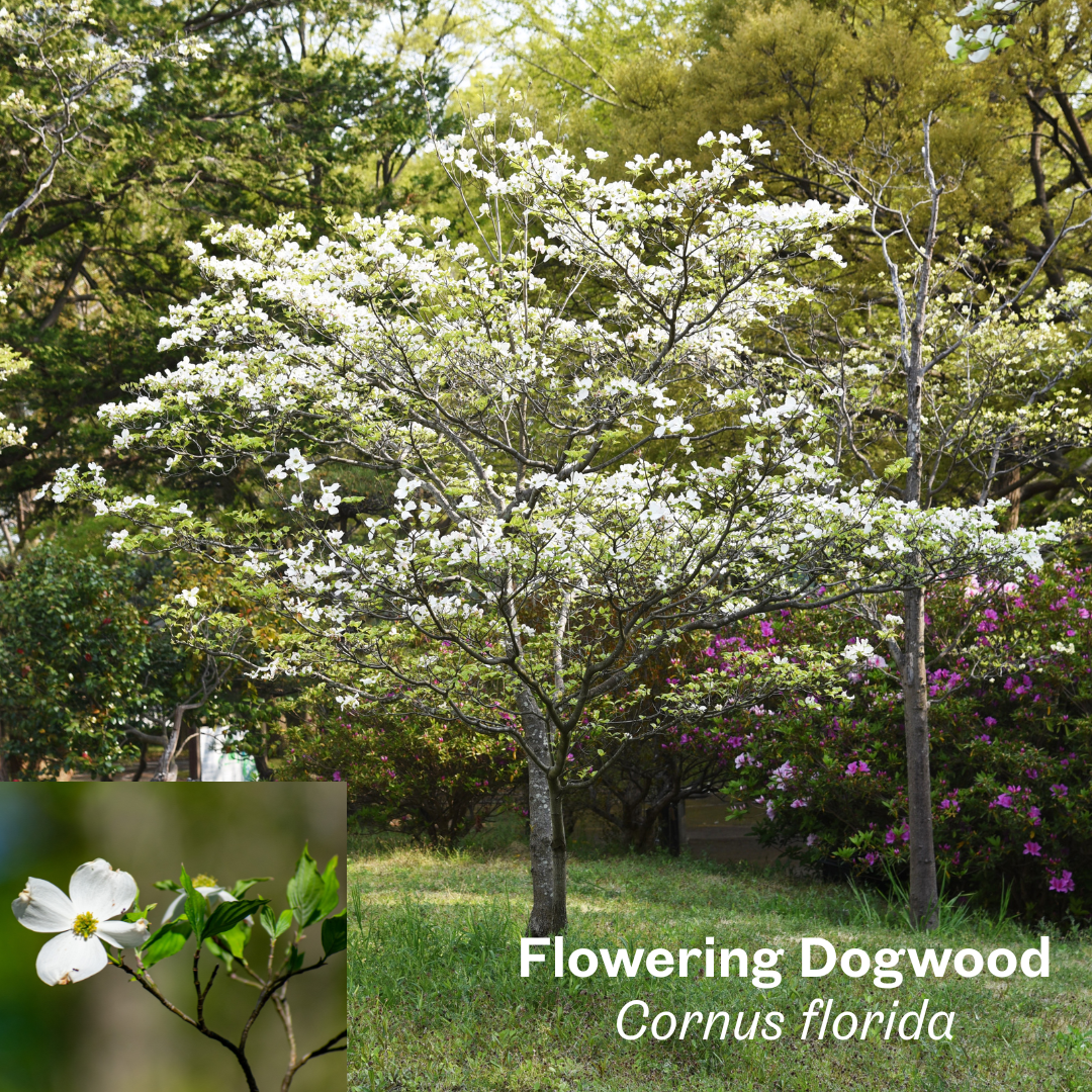Flowering Dogwood.png