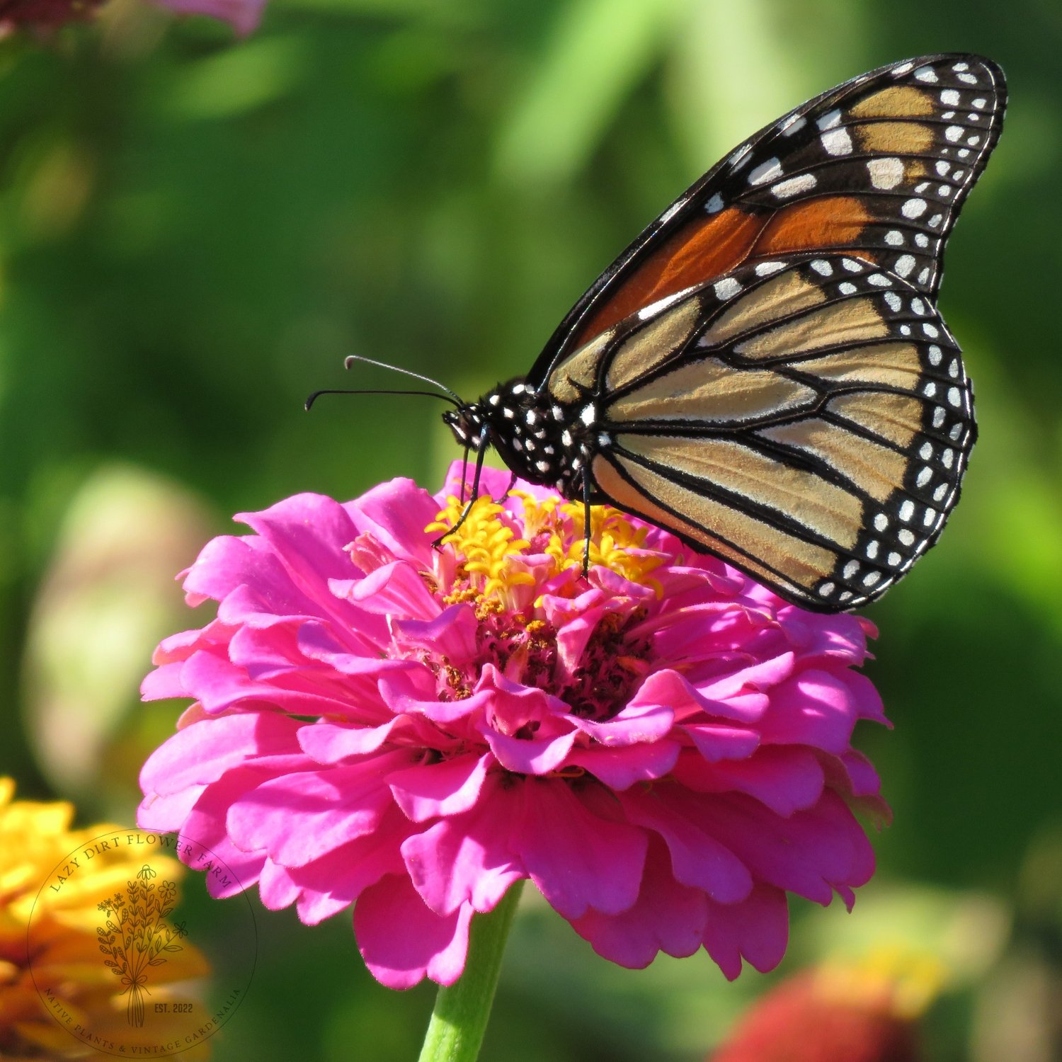 pollinators love Zinnias too.jpg