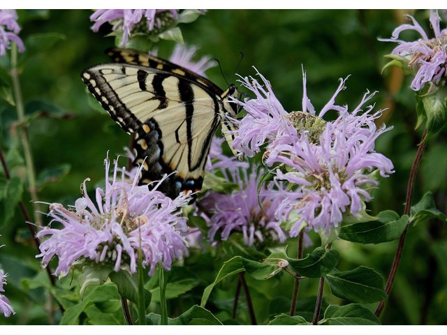 Wild Bergamot with Swallowtail