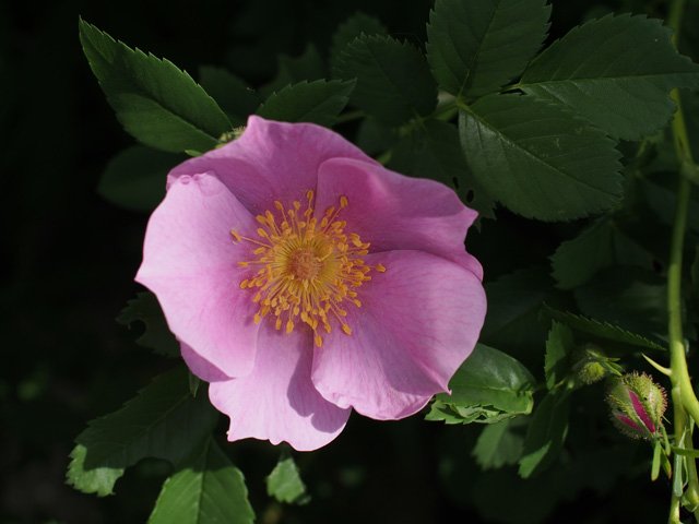 Carolina Pasture Rose .jpeg