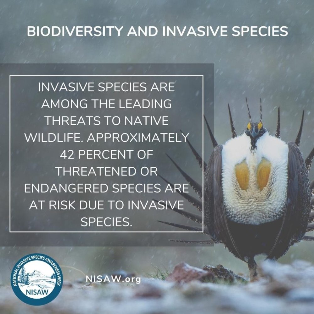 Invasive Species Impact .jpeg