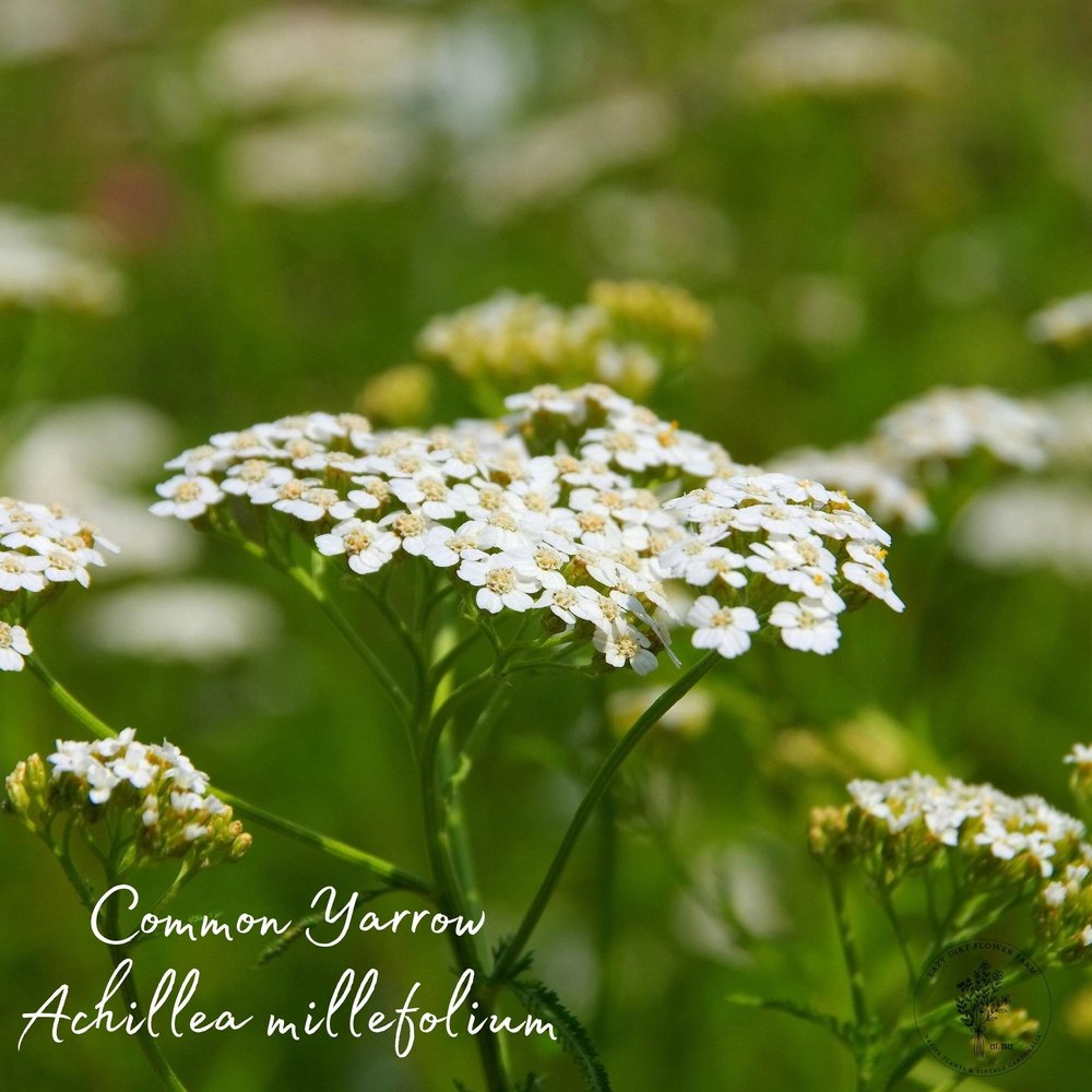 White Yarrow Seeds, image size:1000x1000