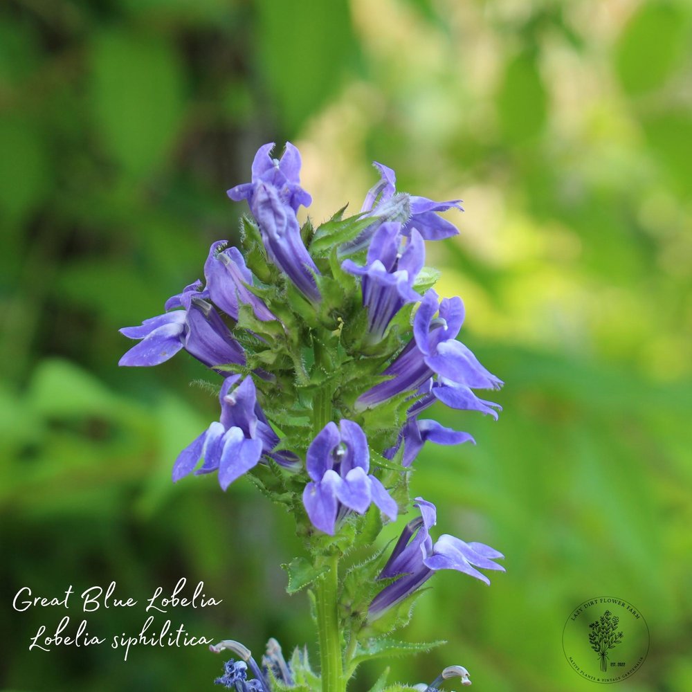 Blue Lobelia or blue cardinal flower.jpg