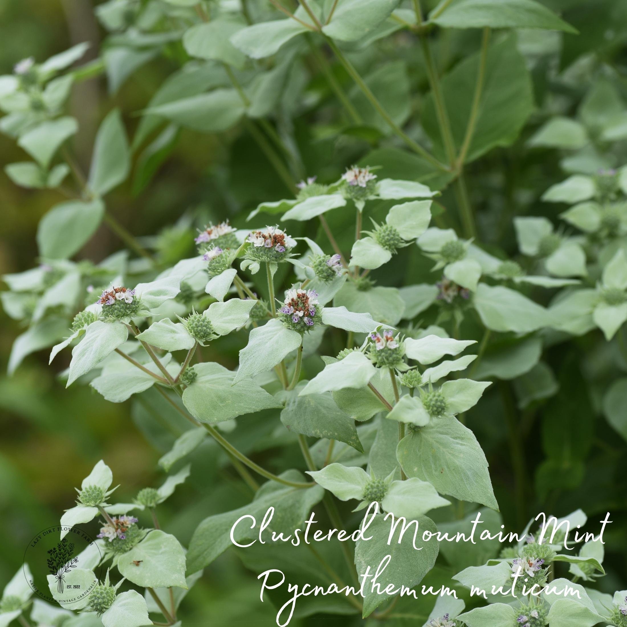 Clustered Mountain Mint.jpg