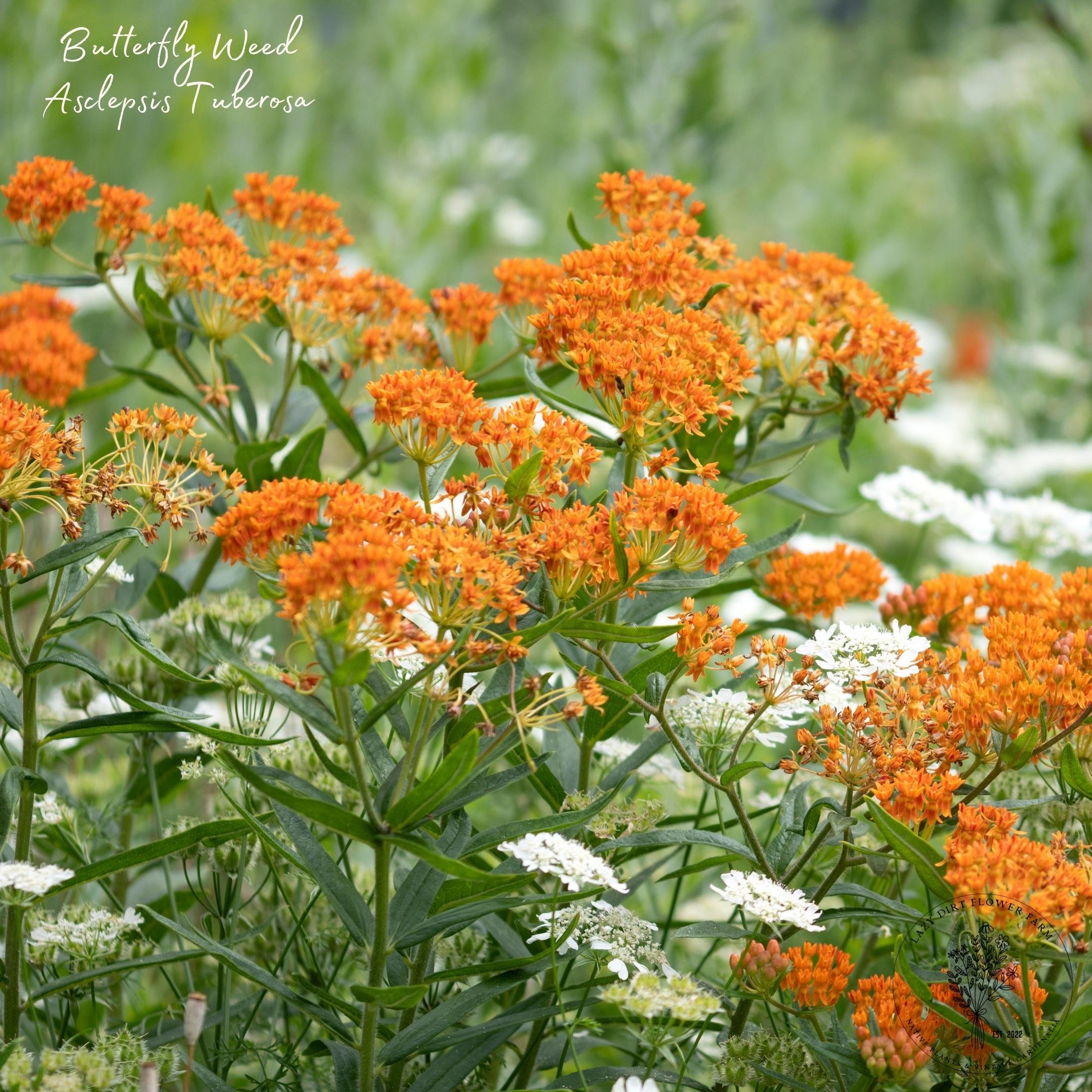 Butterfly Weed 1.jpg