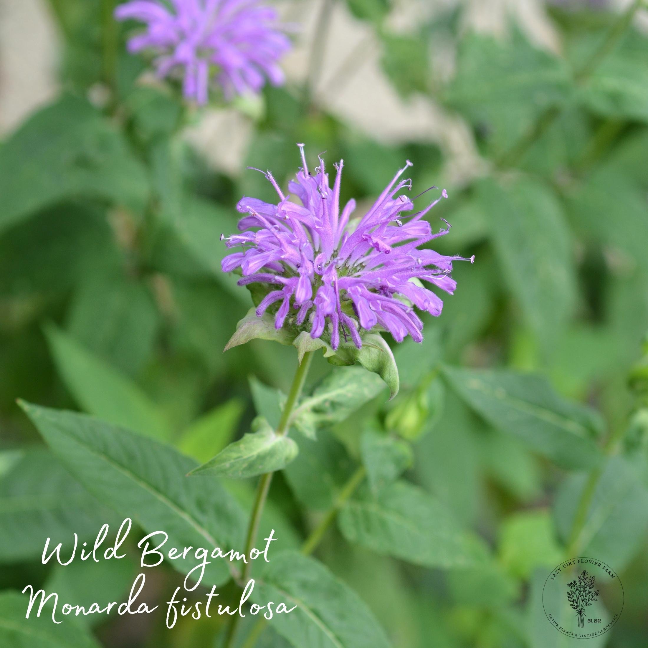 Wild Bergamot single.jpg