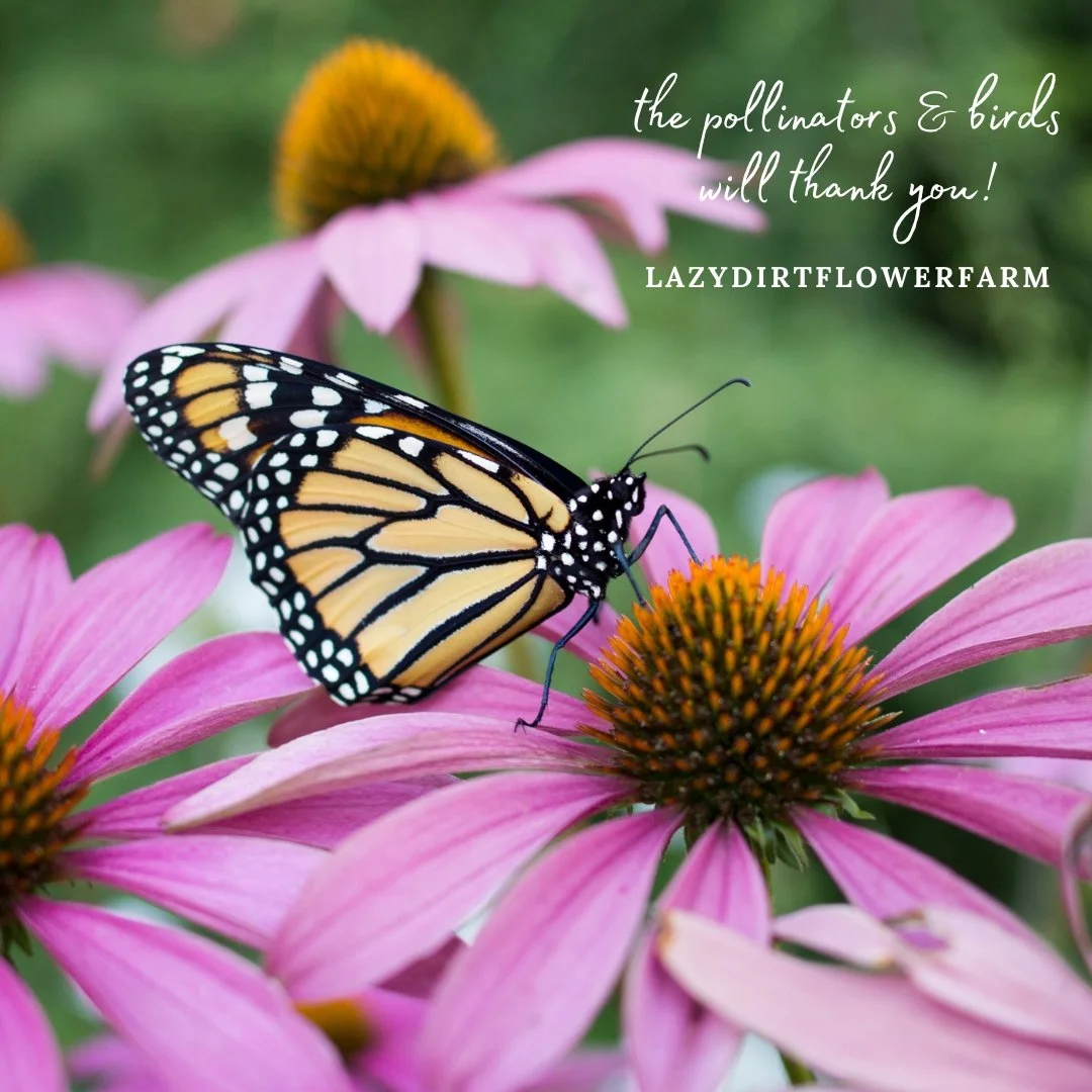 Purple Coneflower (Echinacea purpurea)