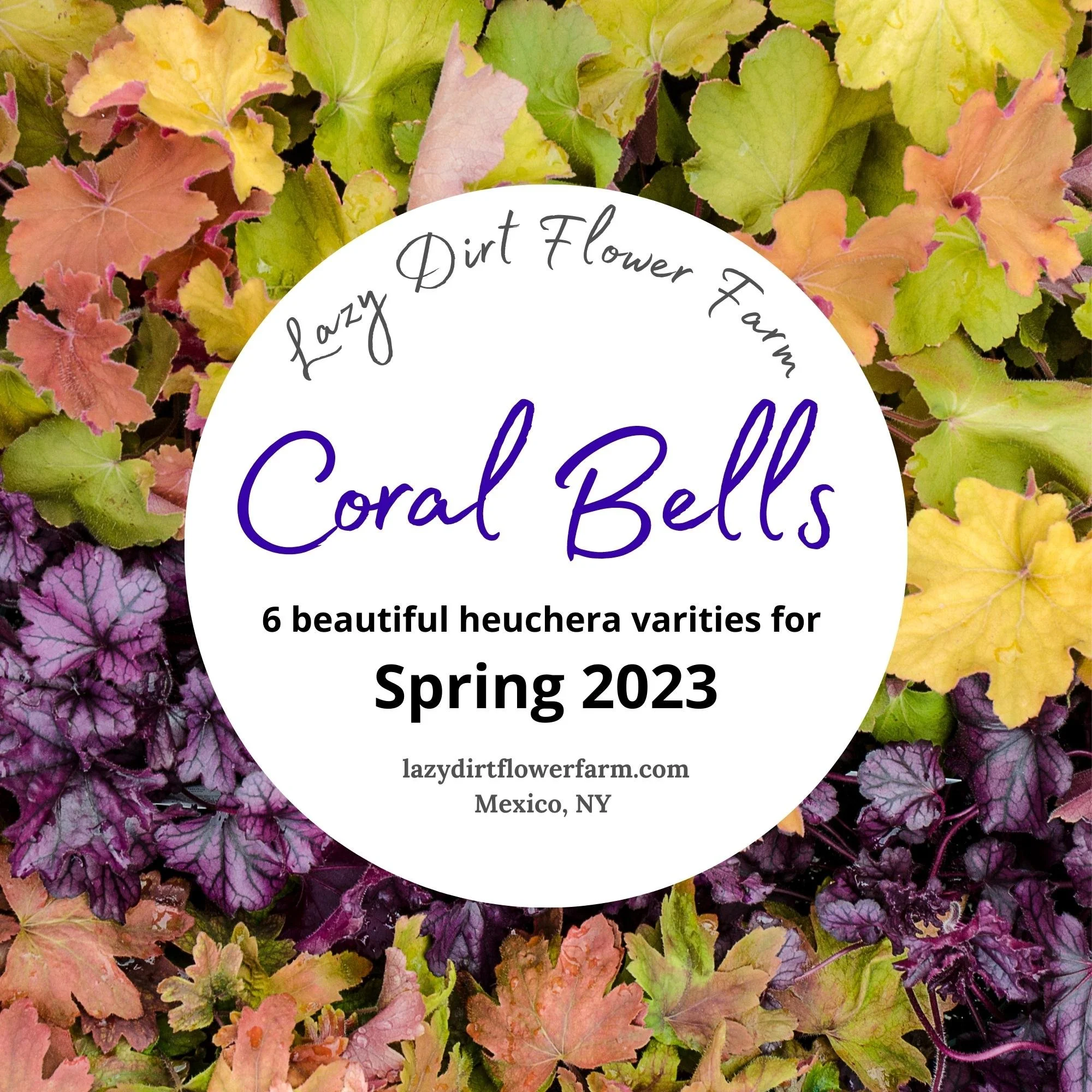 Coral Bells