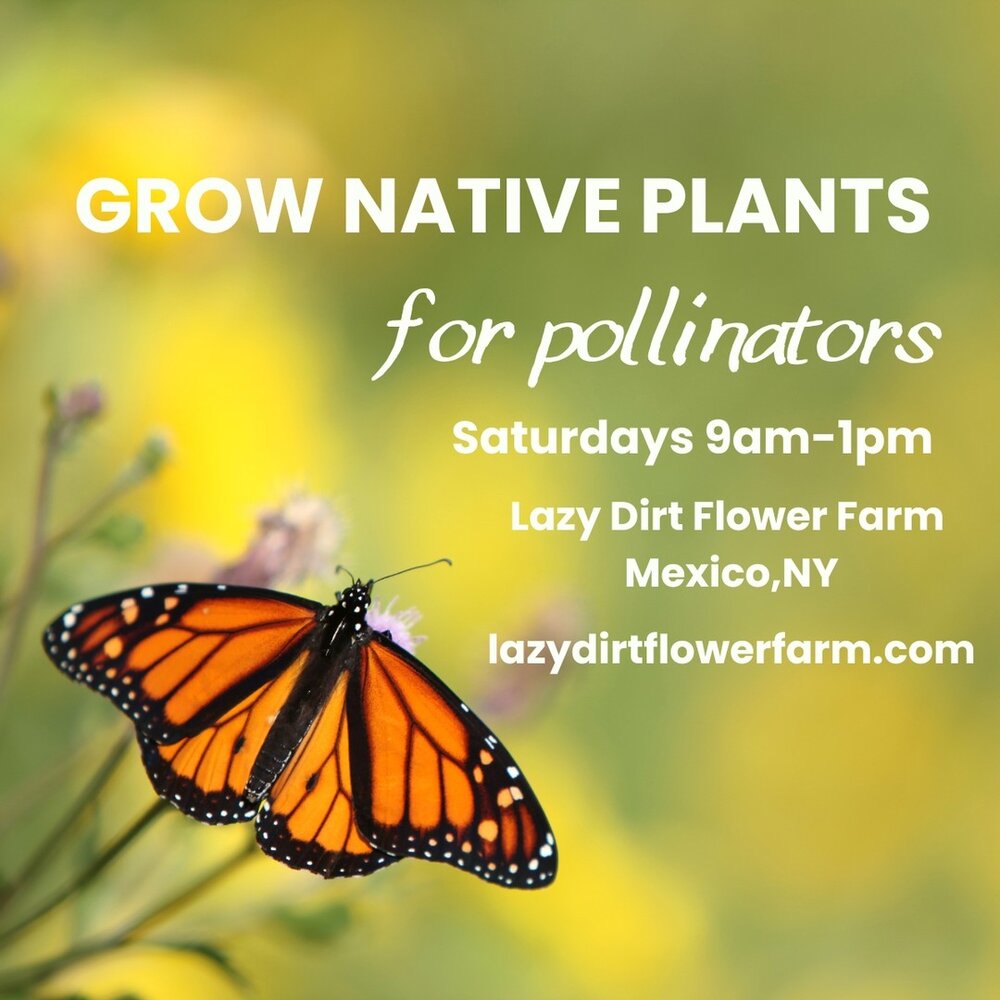 DID YOU KNOW... our farm is a licensed nursery growing native plants plus a few 'rebels' FOR POLLINATORS ?

YEPPERS! Helping you to save pollinators in your garden is our jam! 😀

We host a NATIVE PLANT SALE every Saturday from 9am to 1pm (and by app