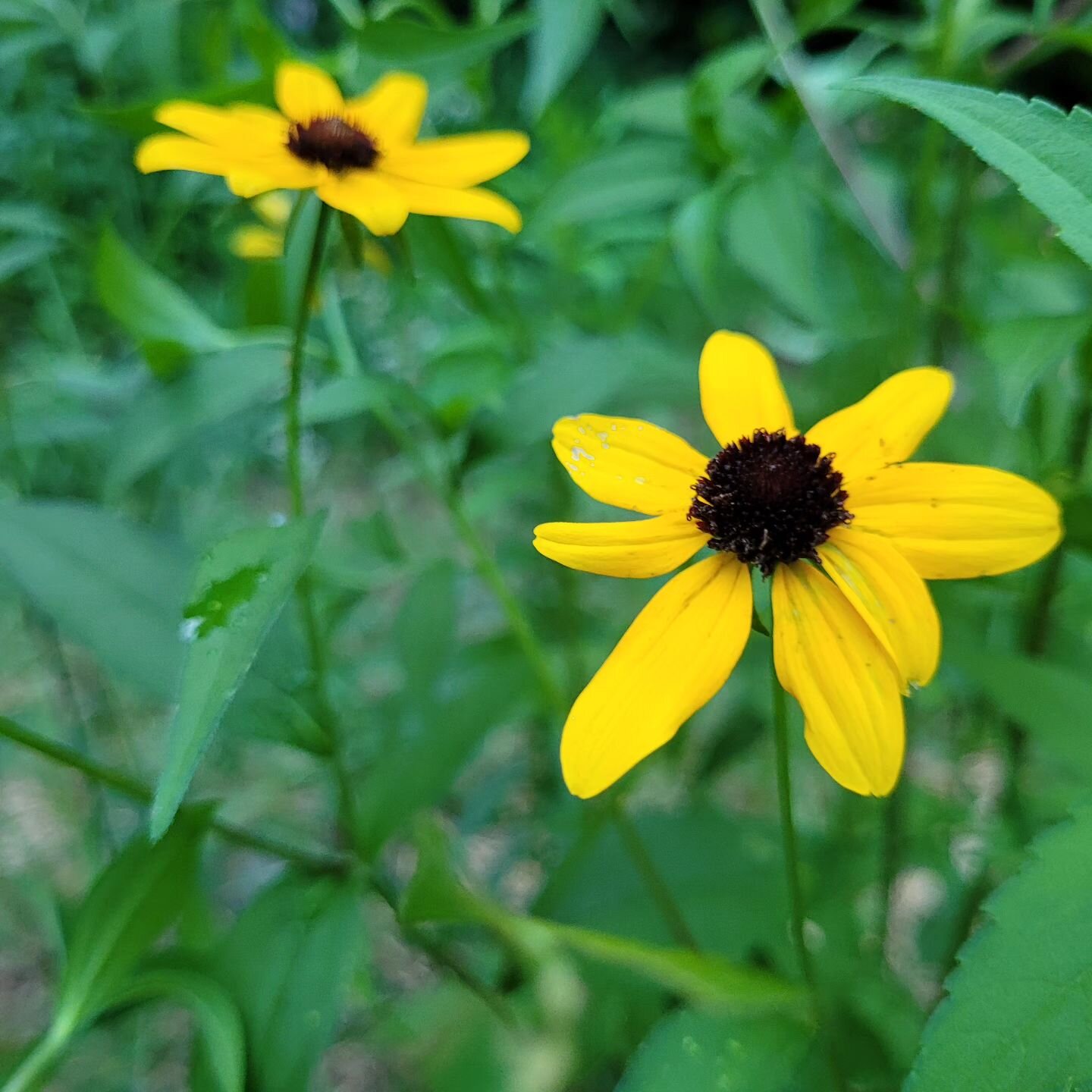 THE ONE THAT GOT AWAY! 

over 800 rudbeckia triloba seedlings were planted in rows last Autumn. Idea was to let them 'root up' wild for Spring potting up.

Only our resident 🦌 herd of does got a tad hungry in the bitter cold of late January

apparen