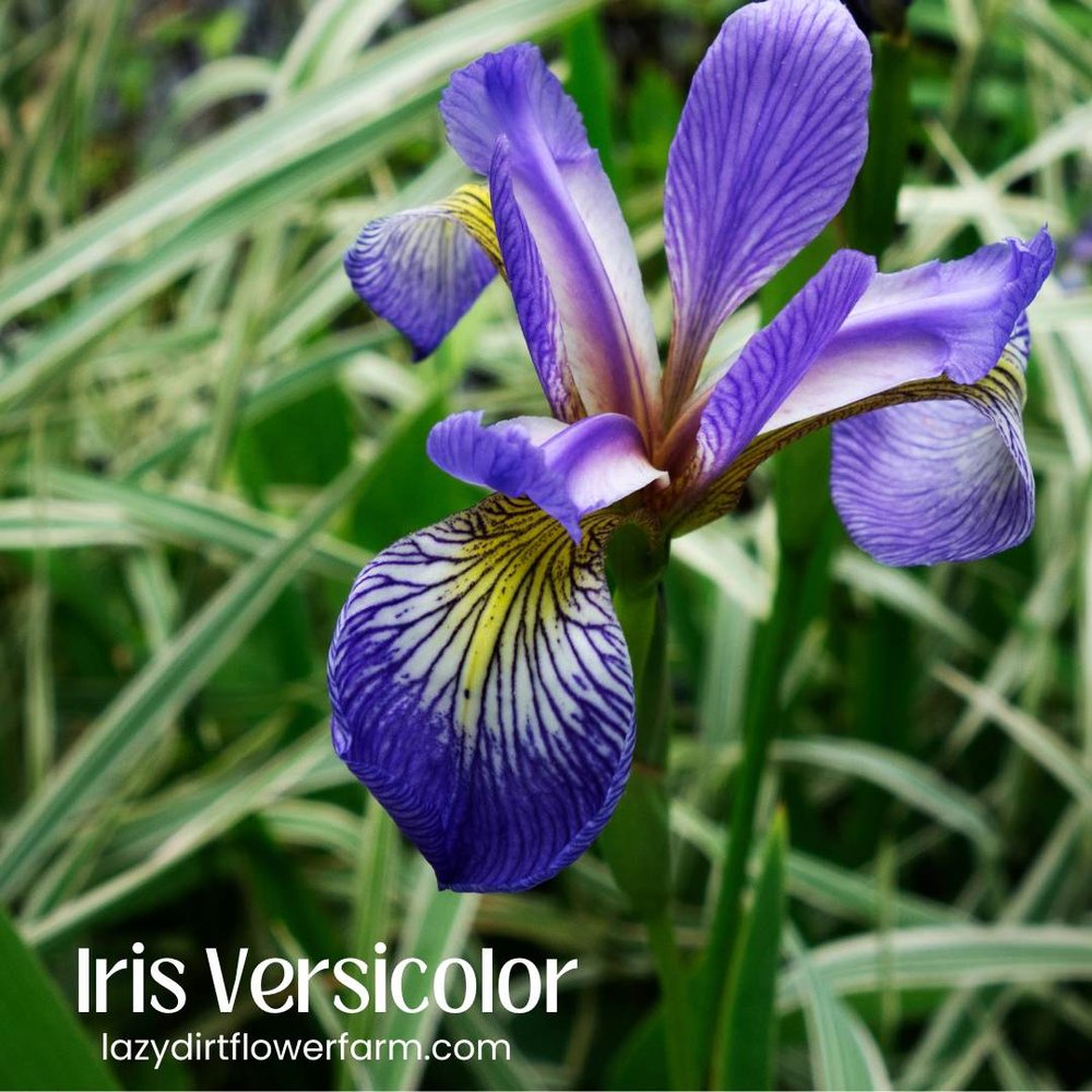 Iris Versicolor .jpg
