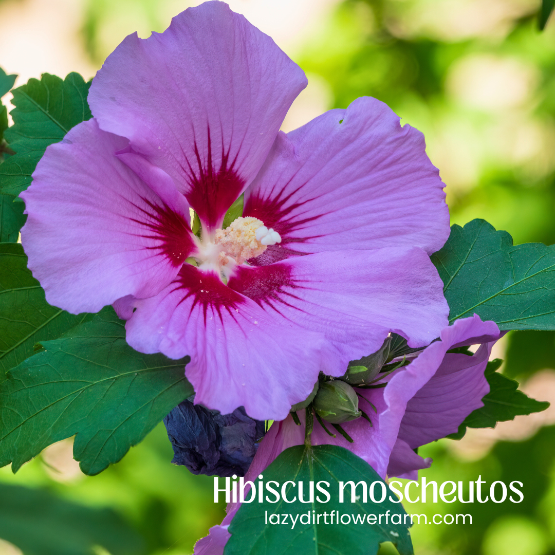 Hibiscus .png