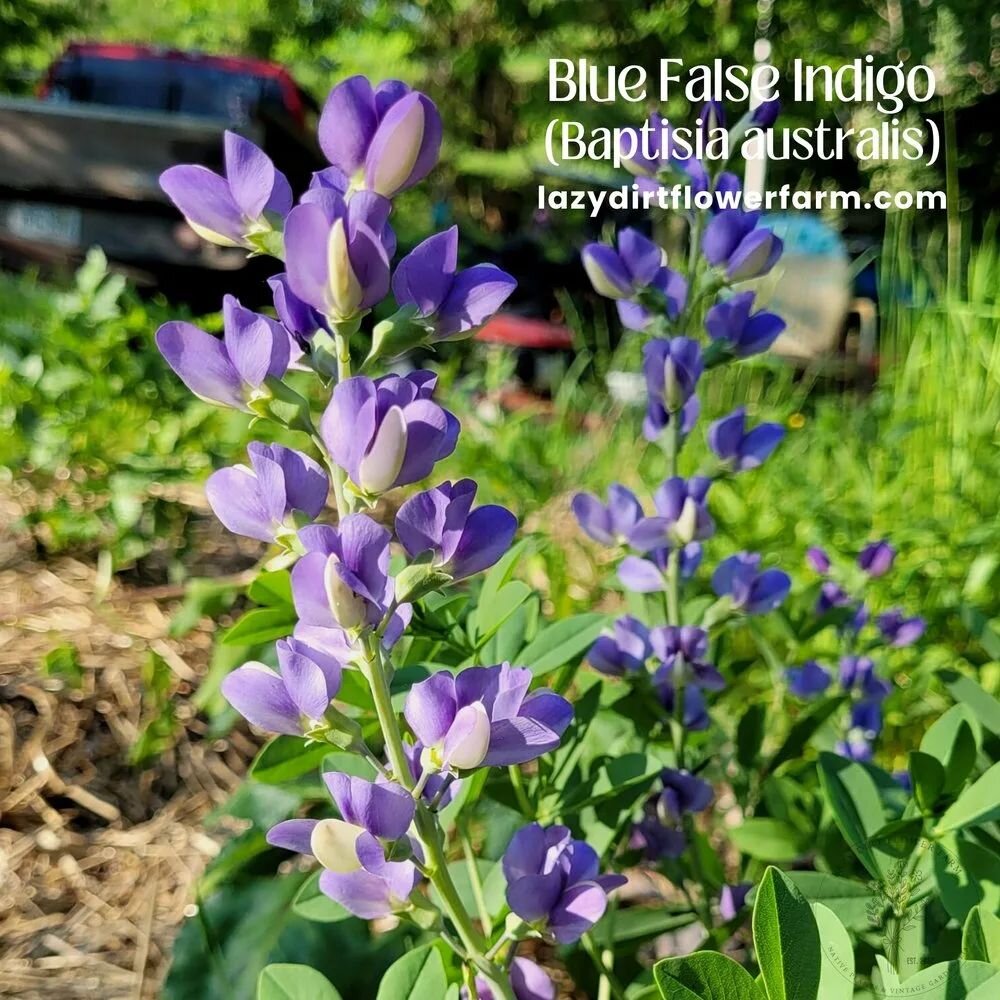False Blue Indigo or Wild Blue Indigo (Baptisia australis) is a showy member of the pea family that blooms spikes of rich blue-lavender flowers in Spring. As such it is an important early food source for native bees.&nbsp;

A mounding perennial with 