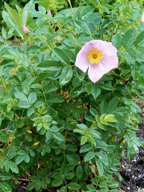 native carolina rose lazy dirt flower farm.jpeg