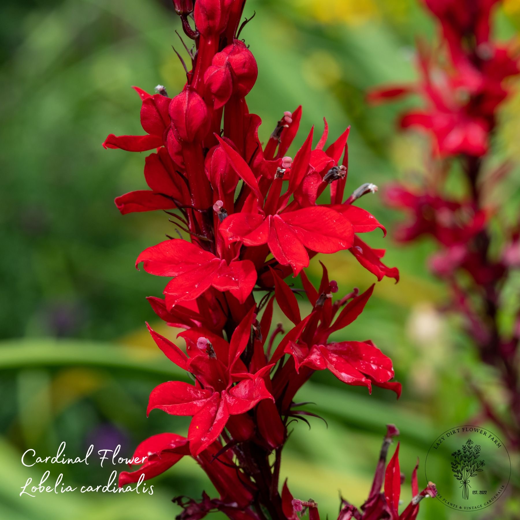 Cardinal Flower 1.jpg