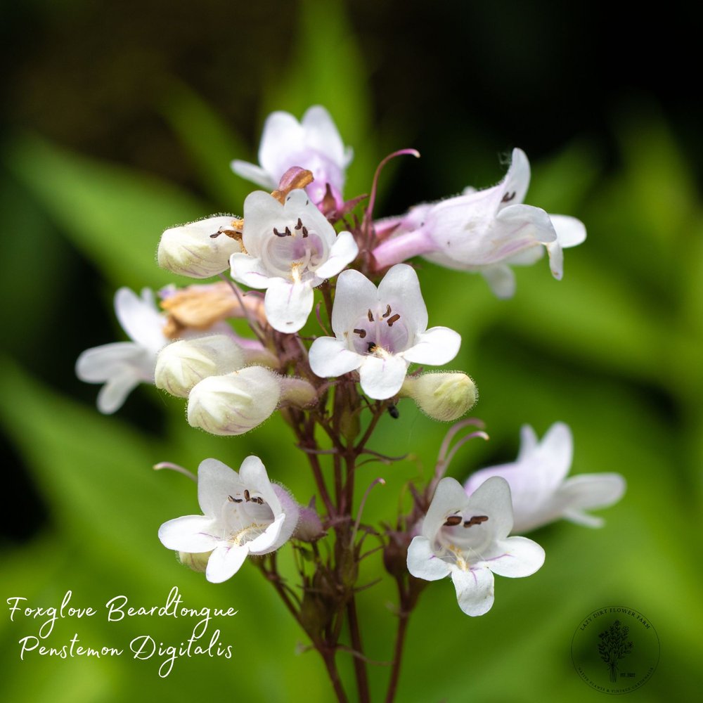 Foxglove Penstemon Lazy Dirt FLower Farm 1.jpg