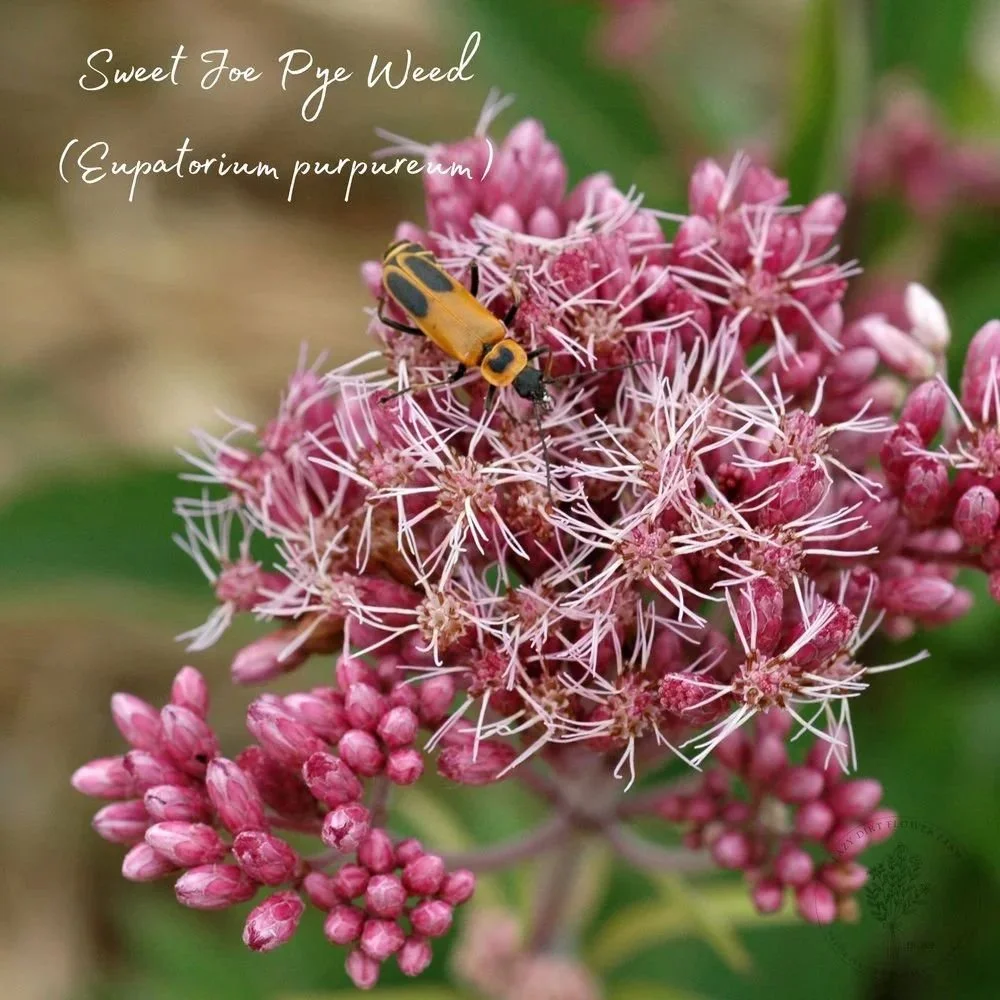 PACK YOUR GARDEN WITH NATIVE PLANTS &amp; SAVE $$$ ? WHY NOT! 

What is a 'Snail Roll'?

First-- it has NO SNAILS in it! LOL!

'Snail Rolls' are rolls of 3 or 5 plants of the same native perennial species that are 1 year old in 5&quot; deep plugs.

T