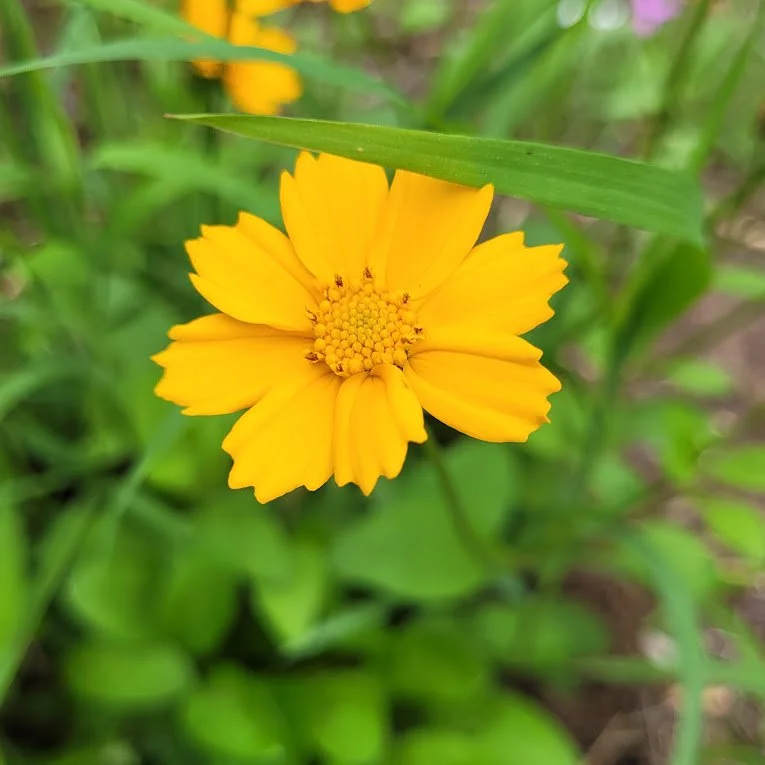 coreopsis .jpeg