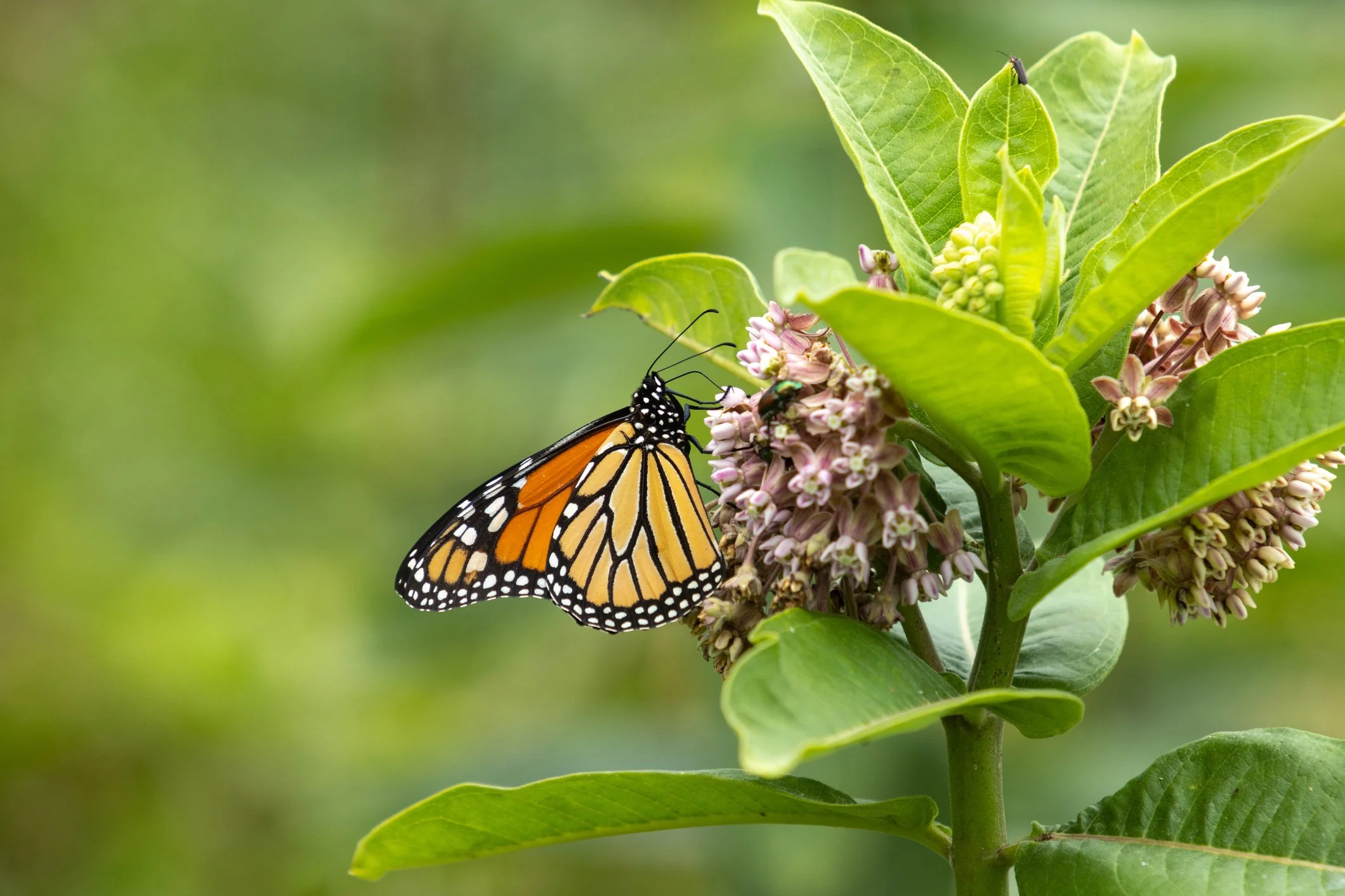 Intro to Habitat Gardening