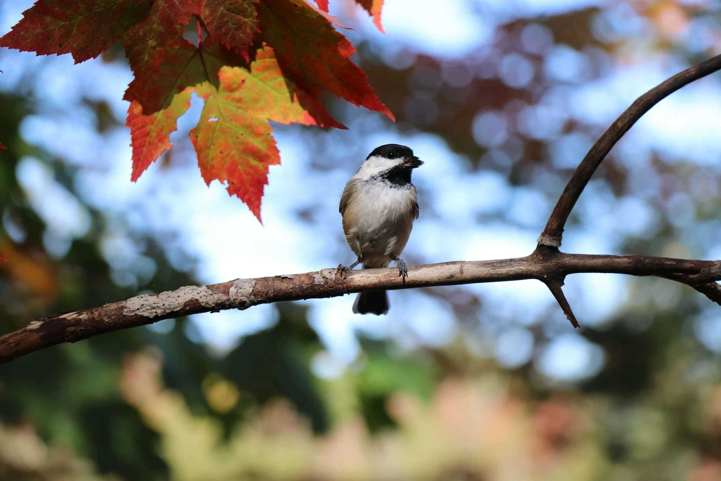 Embracing the Cold Rainy Days of Late Autumn