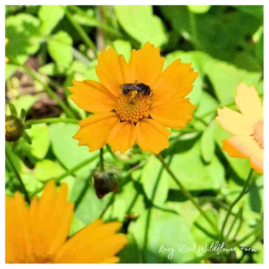 Sweat Bee on Coreopsis .jpg