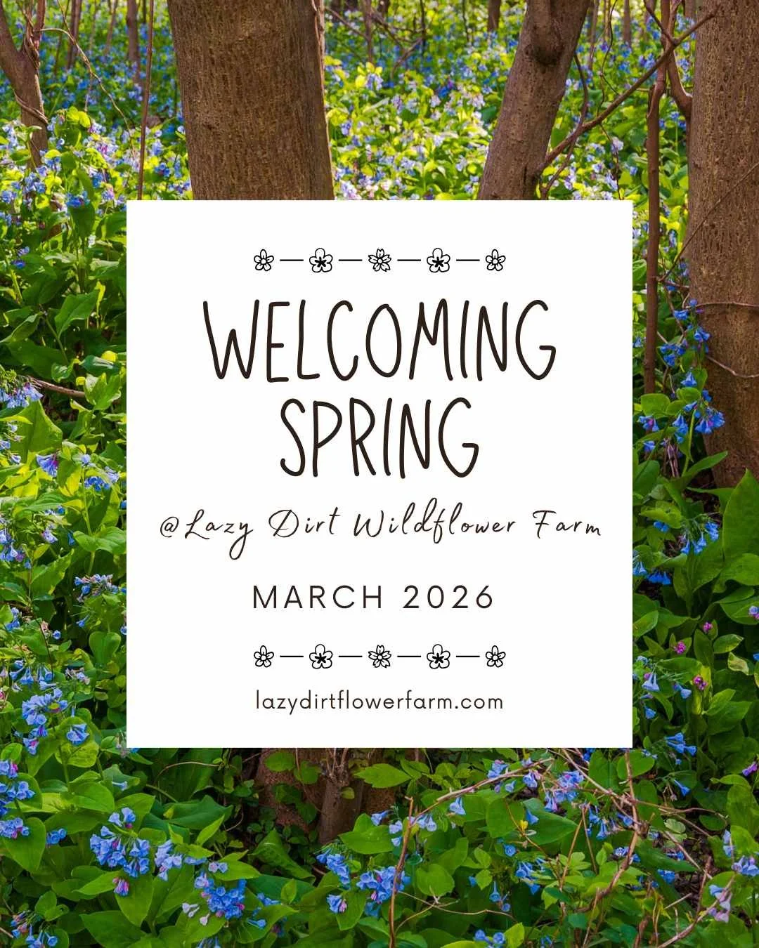 Spring arrives at Lazy Dirt Wildflower Farm