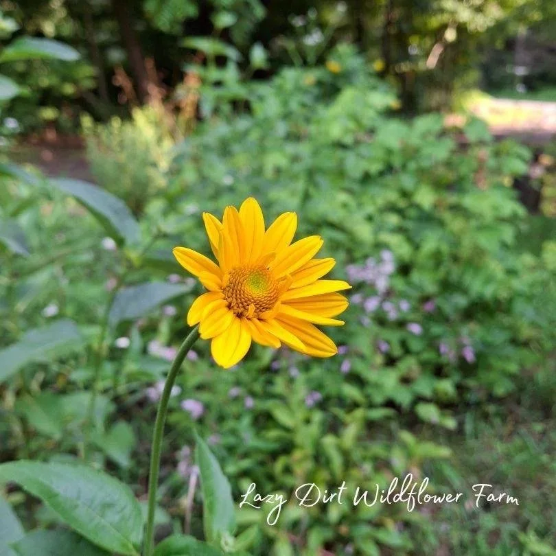 Early+Sunflower+Lazy+Dirt+Wildflower+Farm.jpg